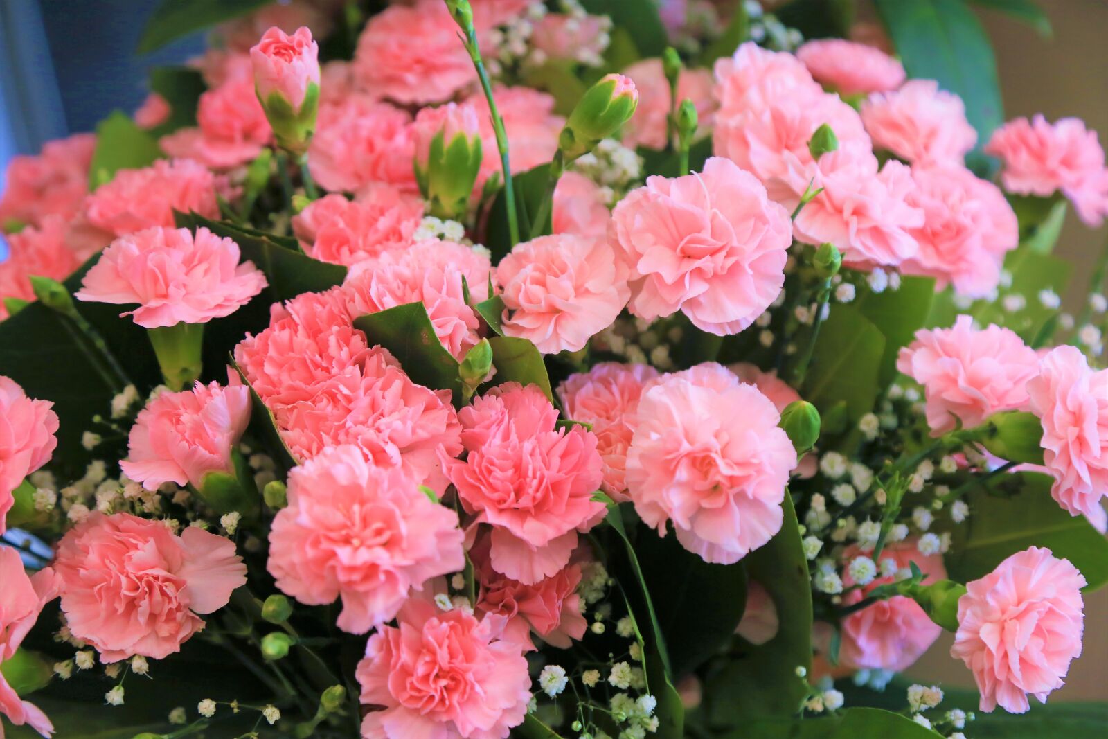 Canon EF 24-105mm F4L IS USM sample photo. Clove, flower, rose photography
