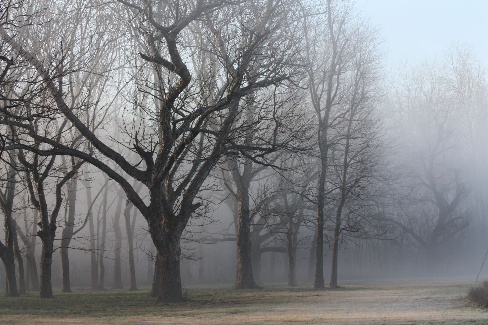 Canon EOS 450D (EOS Rebel XSi / EOS Kiss X2) sample photo. Woods, texas, mist photography