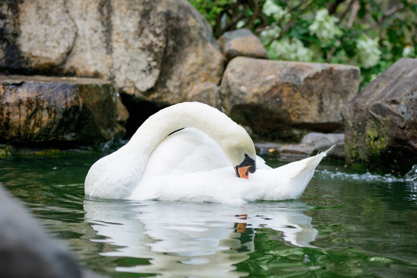 Nikon D3400 sample photo. Swan, bird, water photography