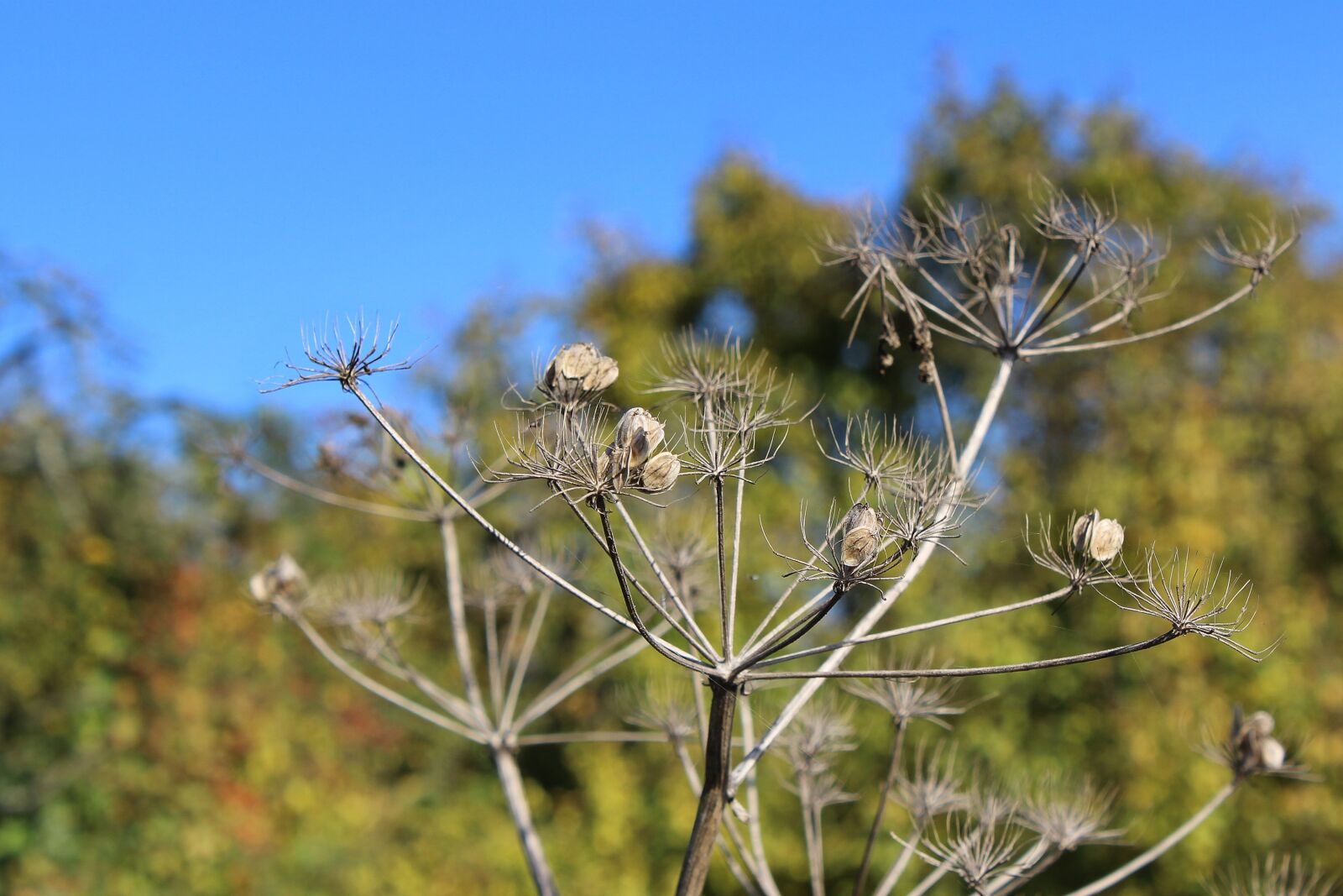 Canon EOS 600D (Rebel EOS T3i / EOS Kiss X5) sample photo. Autumn mood, plant, green photography