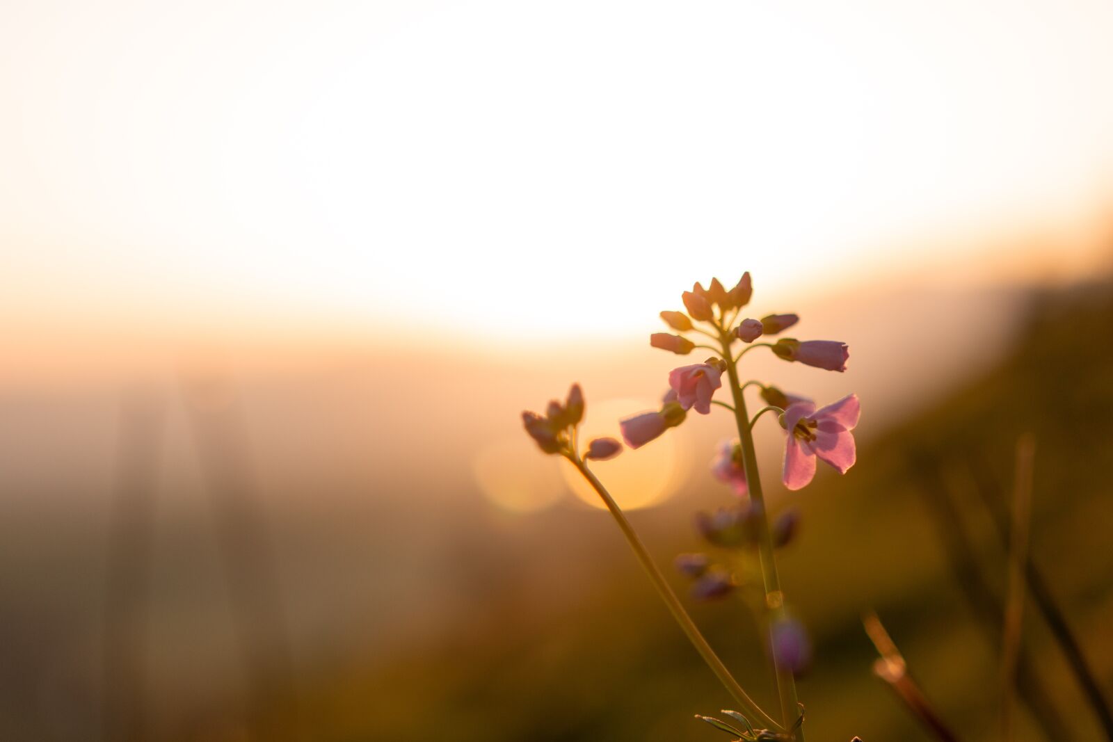 Nikon D7200 sample photo. Sun, sunrise, sunset photography