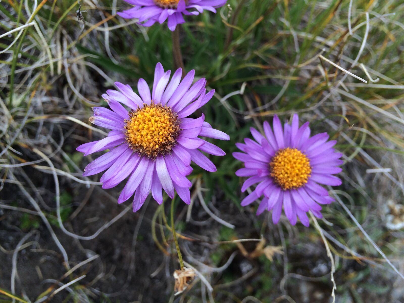 iPhone 5s back camera 4.15mm f/2.2 sample photo. Alpine aster, switzerland, plant photography