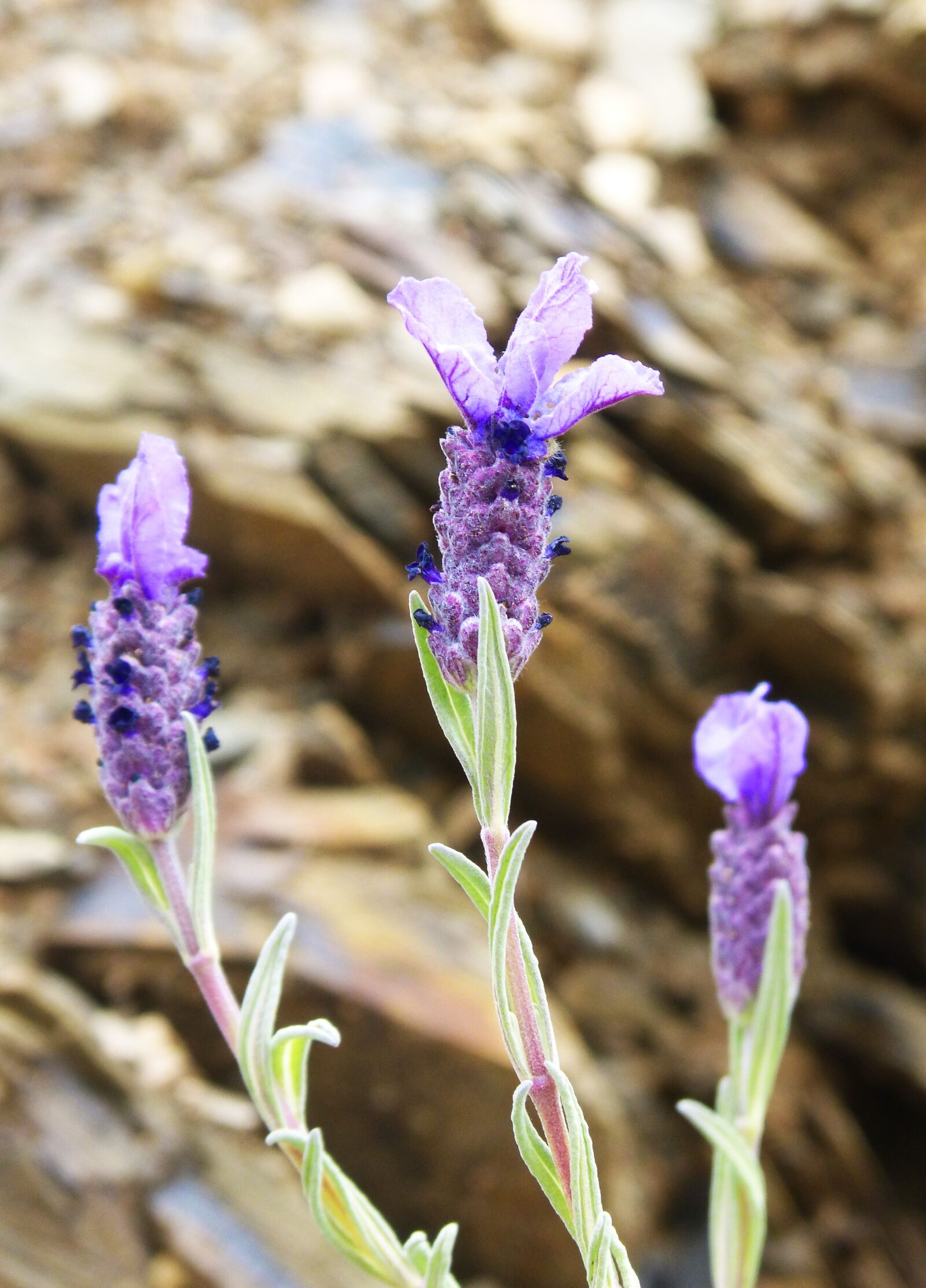 Panasonic DMC-FZ62 sample photo. Lavender, flower, bloom photography