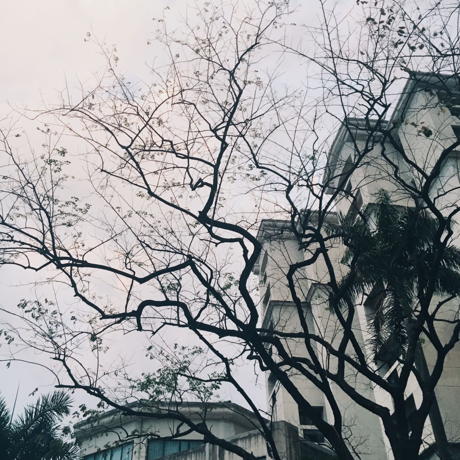 Apple iPhone 6s sample photo. Branches, building, photograph photography