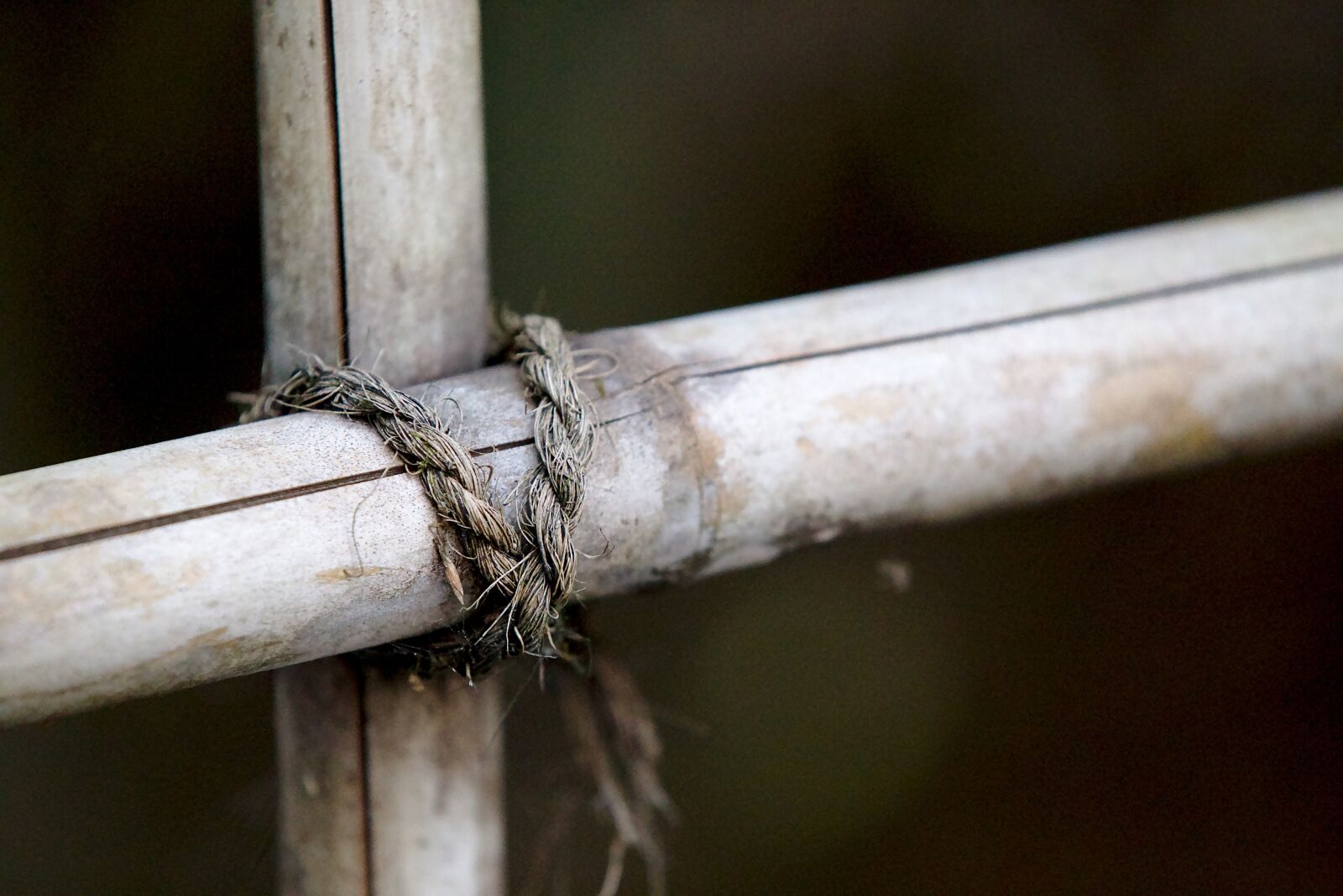 Canon EOS 6D sample photo. Bamboo, cord, japan photography