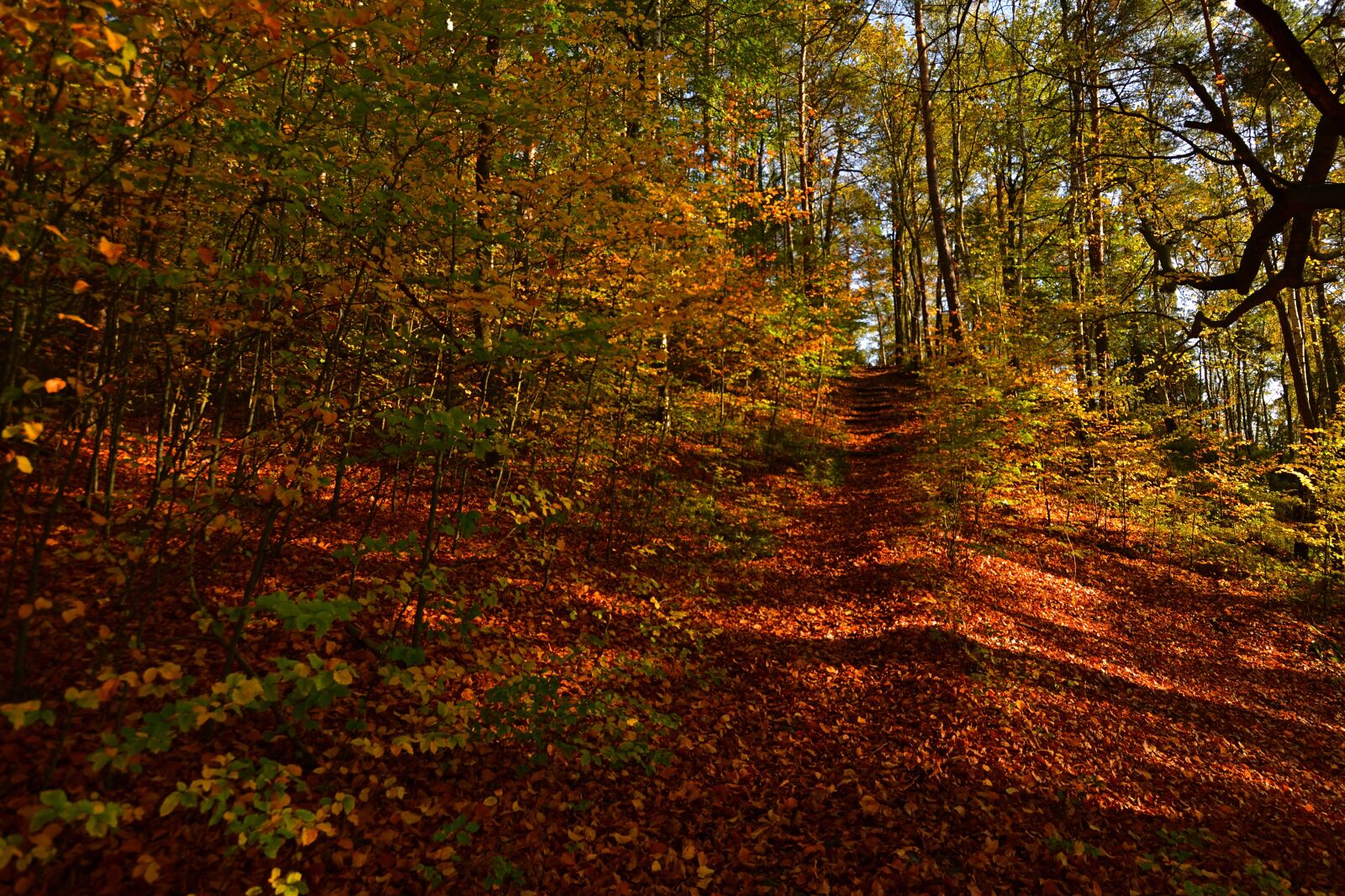 Nikon D5200 sample photo. Forest, autumn, trees photography