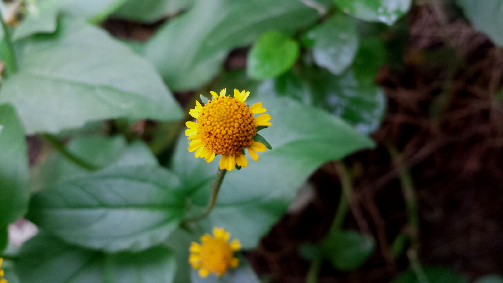 Samsung Galaxy S4 sample photo