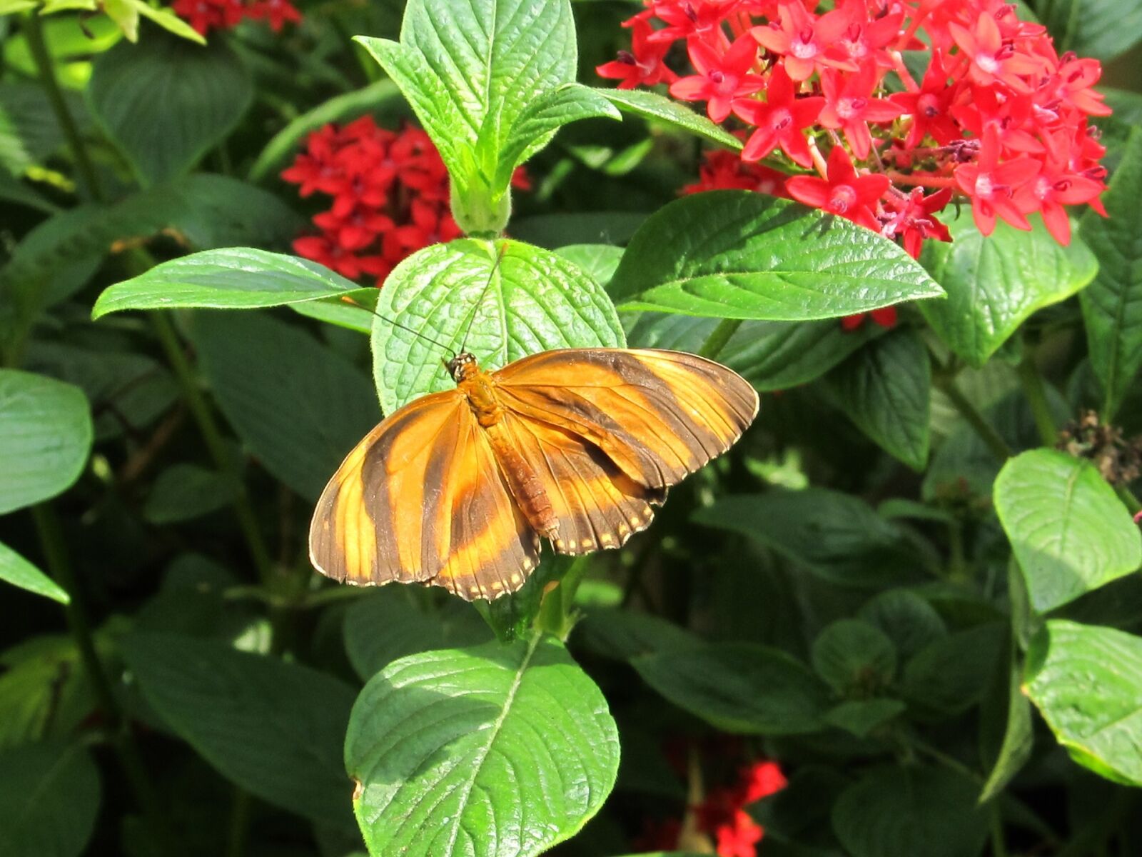 Canon PowerShot SX130 IS sample photo. Striped tiger butterfly, insect photography