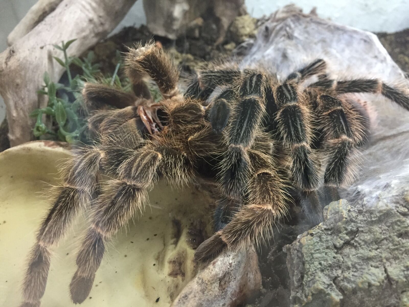 Apple iPhone 6 sample photo. Spider, lasidora, klugi photography