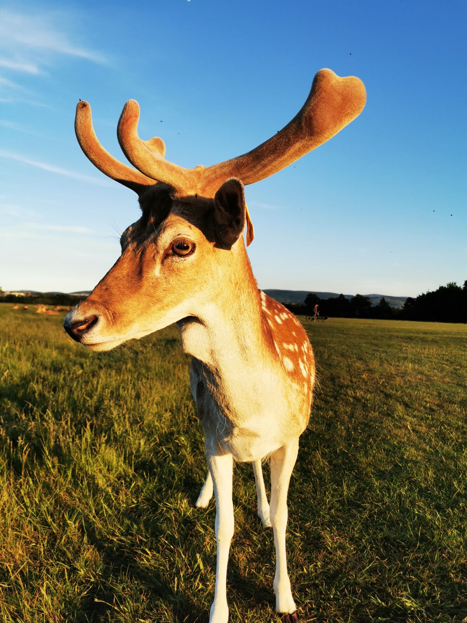 HUAWEI P30 Pro sample photo. Deer, wildlife, animal photography