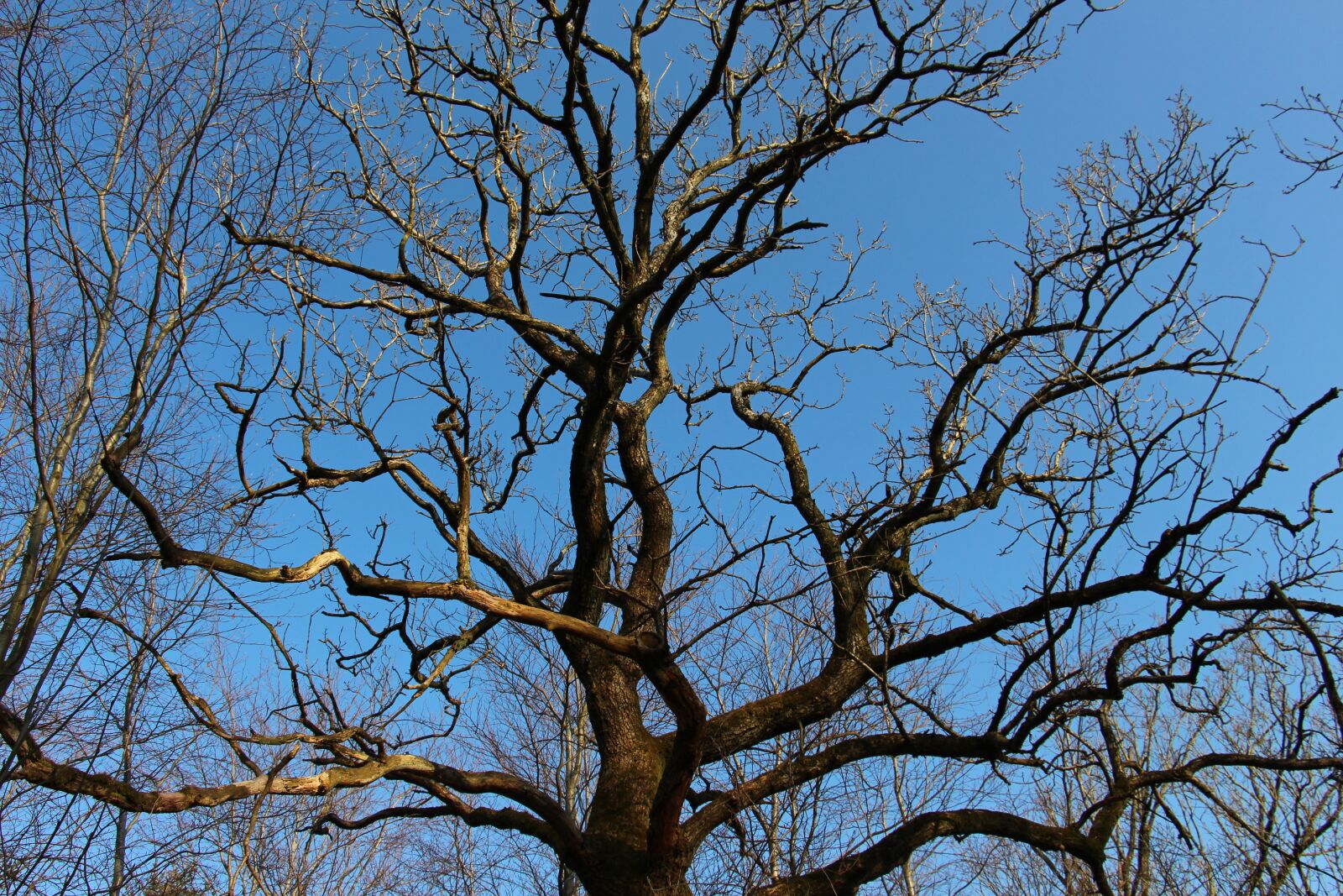 Canon EOS 700D (EOS Rebel T5i / EOS Kiss X7i) sample photo. Tree, wood, fall photography