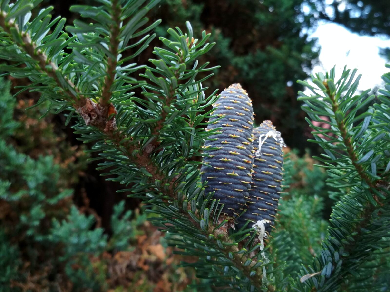 Xiaomi Redmi 4X sample photo. Pine cone, cones, needle photography