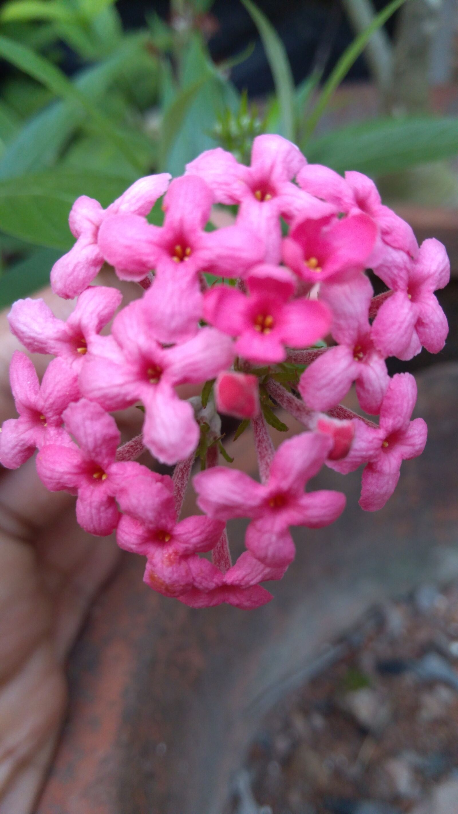 Lenovo K6 NOTE sample photo