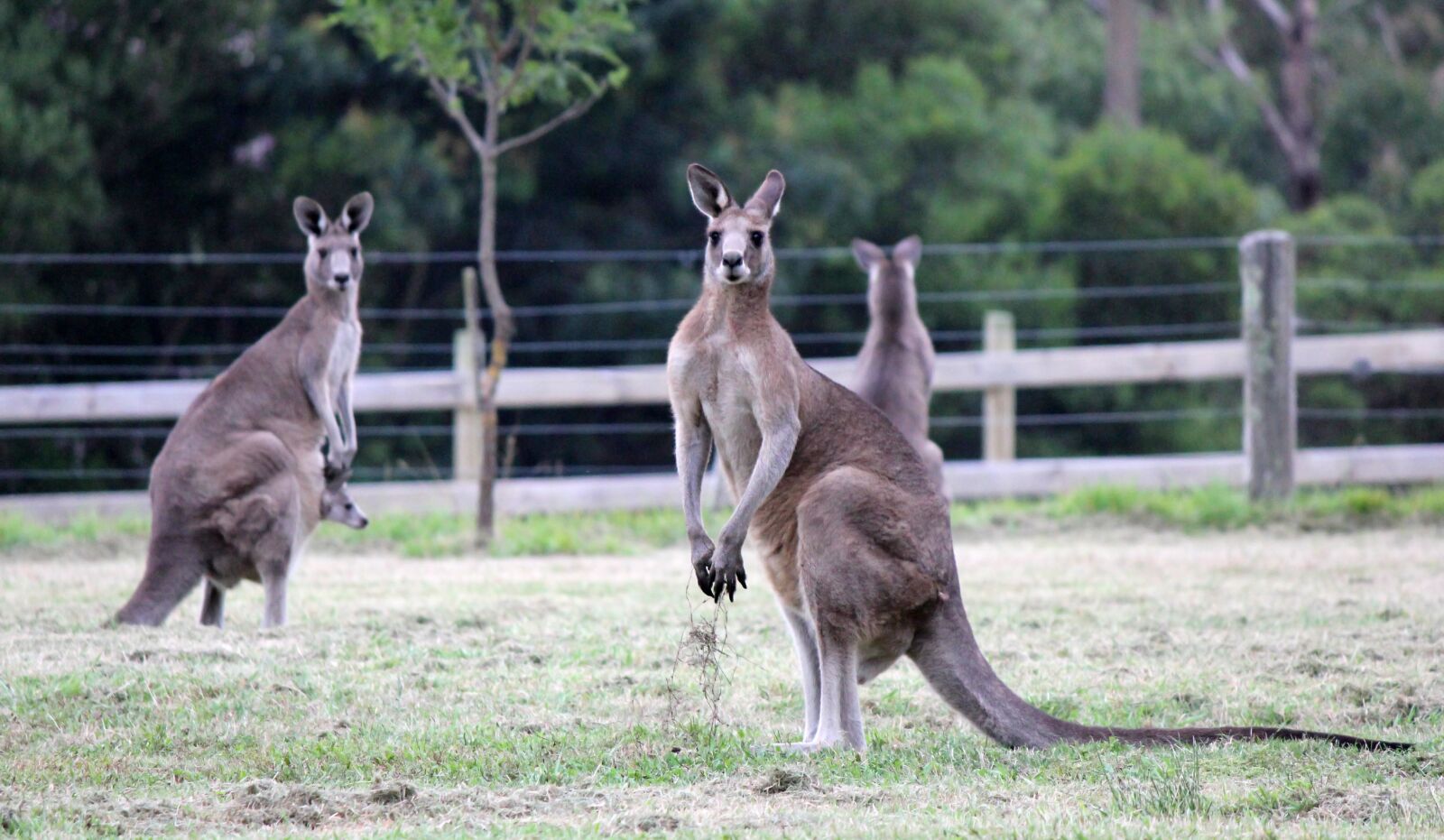 Canon EOS 550D (EOS Rebel T2i / EOS Kiss X4) sample photo. Kangaroos, australia, animals photography