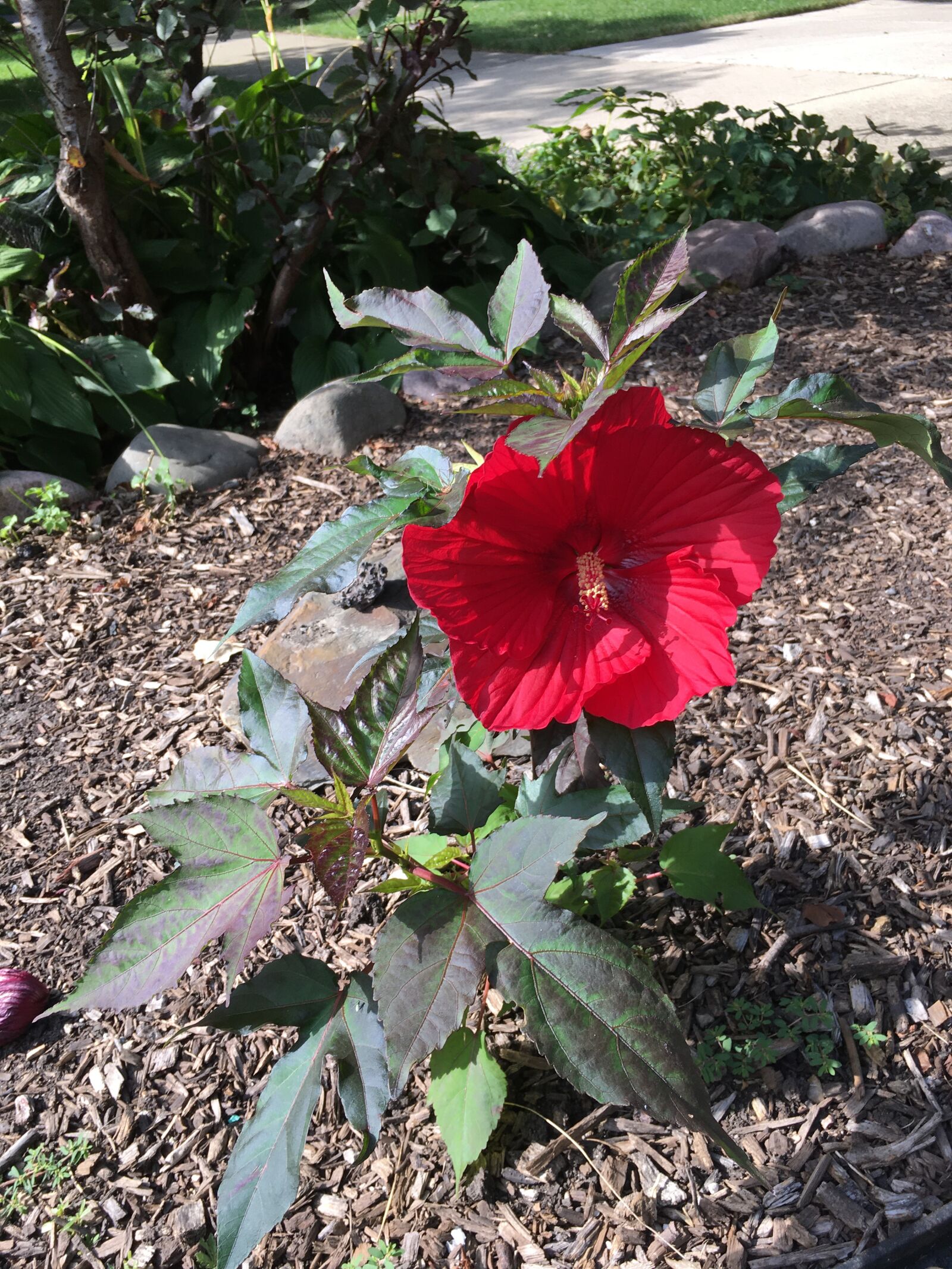 iPhone 6s Plus back camera 4.15mm f/2.2 sample photo. Flower, natute, gardening photography