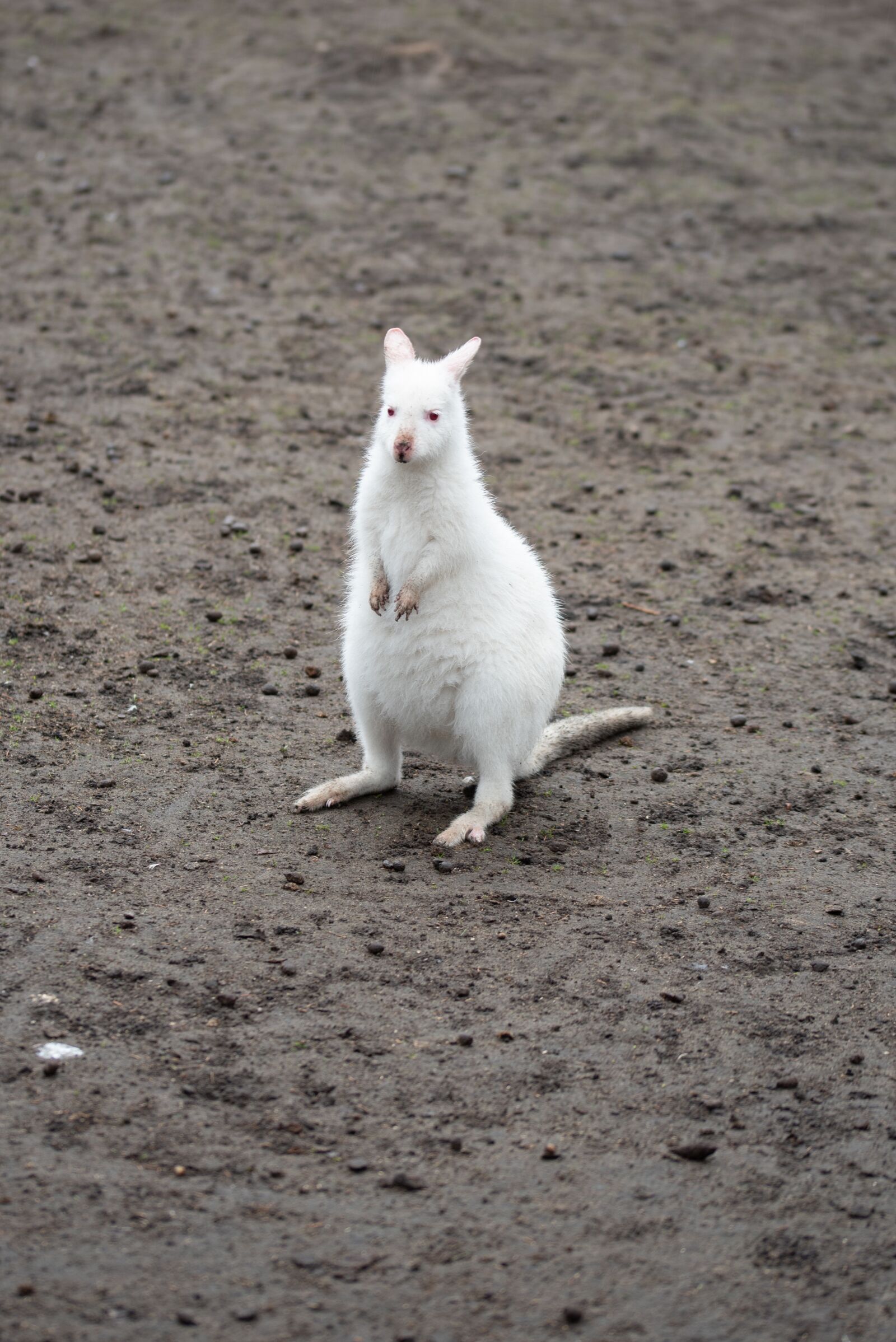 Nikon D750 sample photo. Walibi, white, animal photography