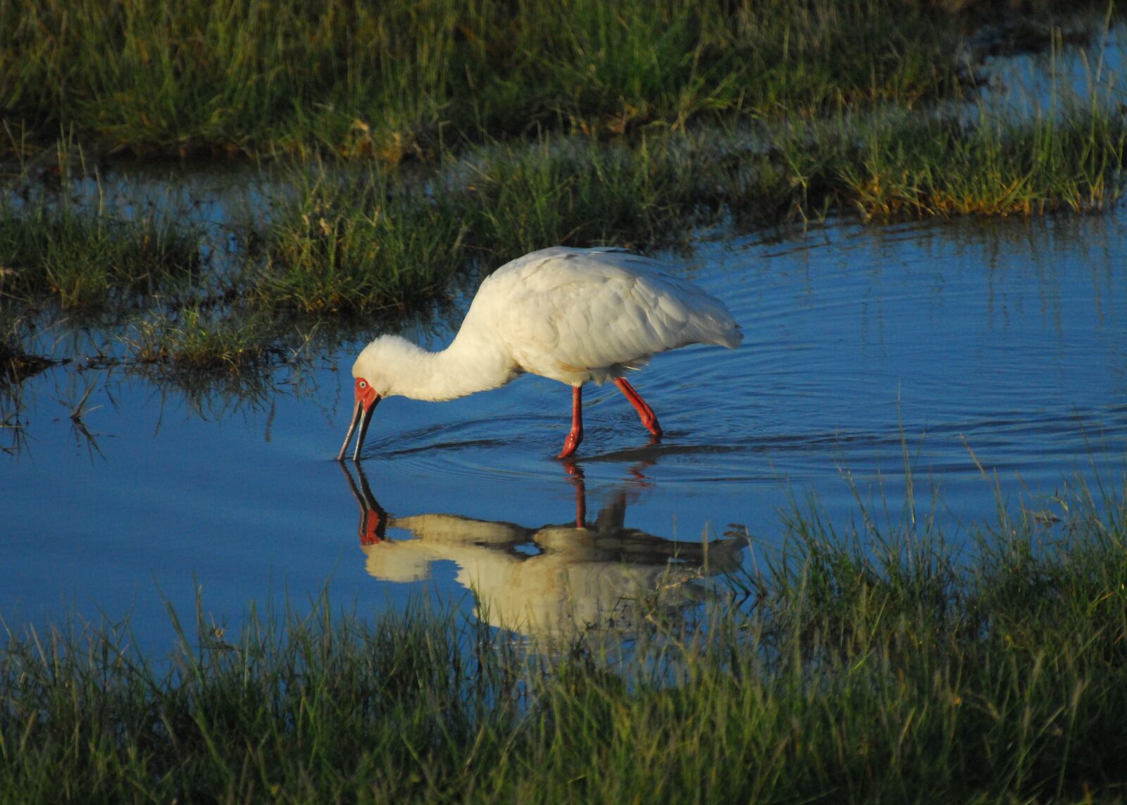 Nikon D200 sample photo. Africa, kenya, waterfowl photography