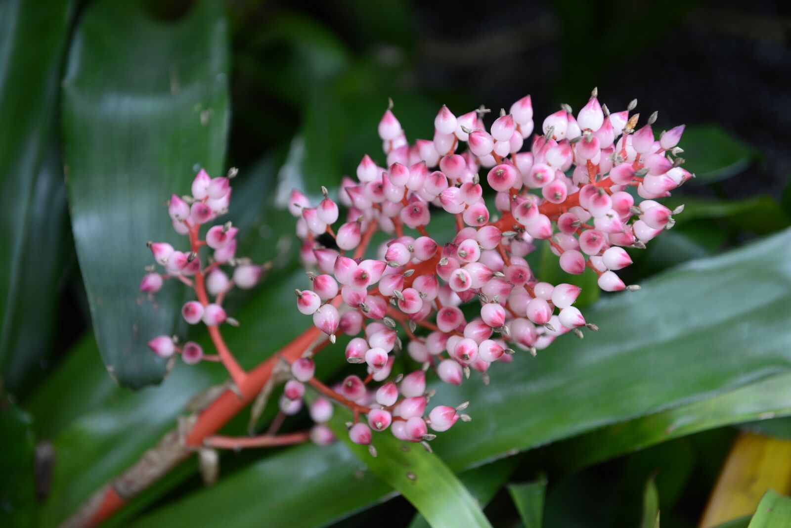 Nikon D610 sample photo. Flowers, plants, nature photography