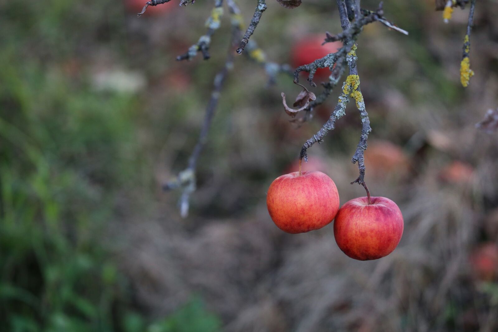 Canon EOS 6D sample photo. Two apples, apple tree photography