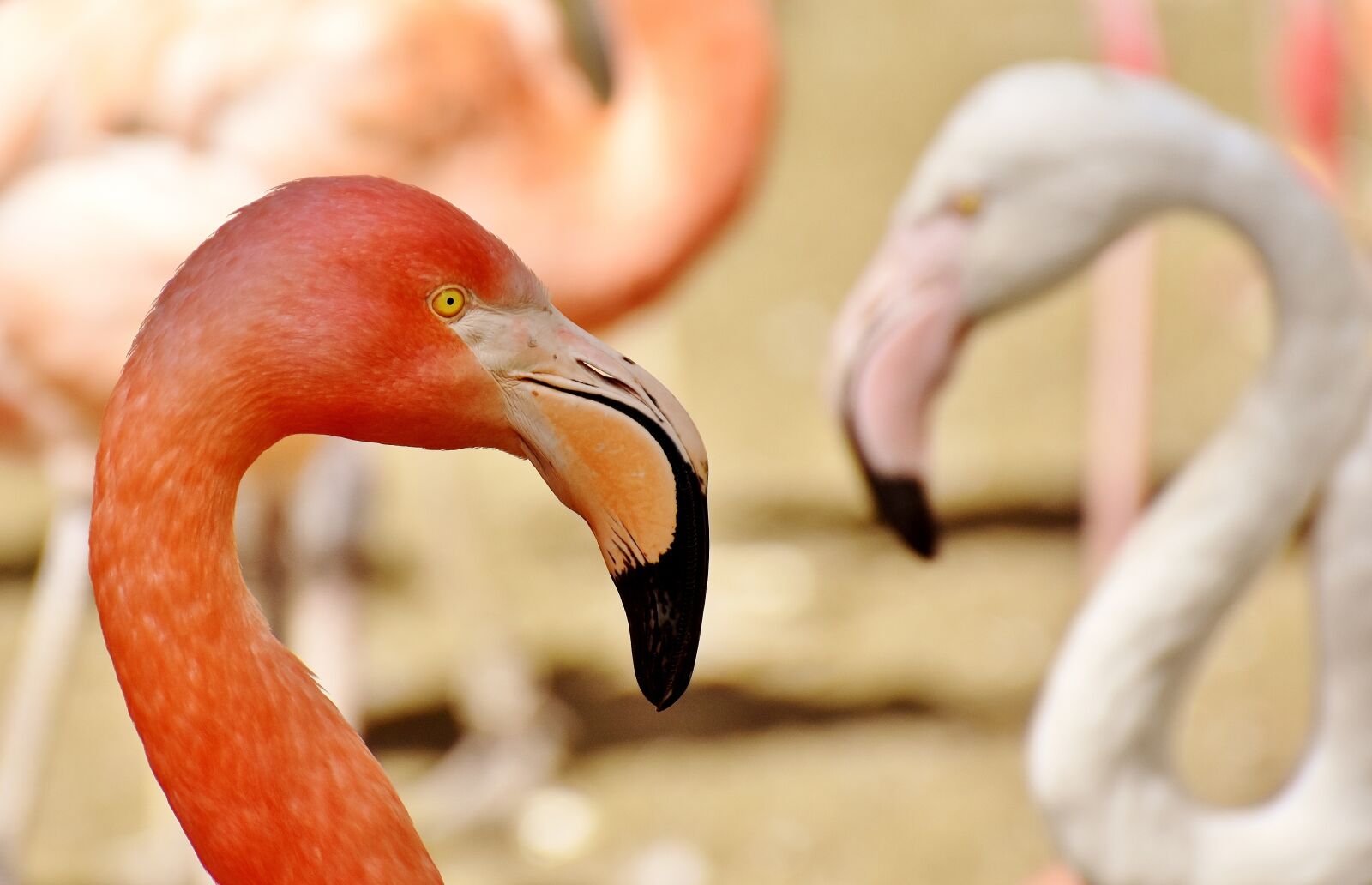Nikon D7200 sample photo. Flamingos, birds, water bird photography