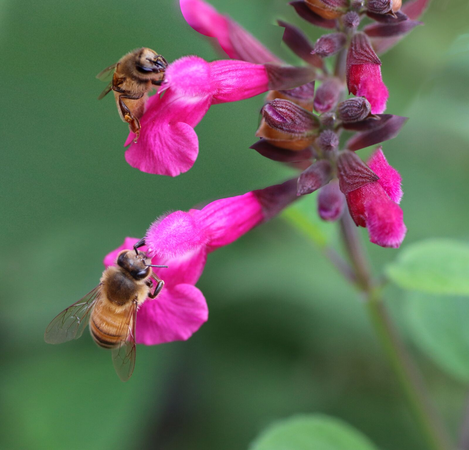 Tamron SP 90mm F2.8 Di VC USD 1:1 Macro sample photo. Bees, insects, pollen photography