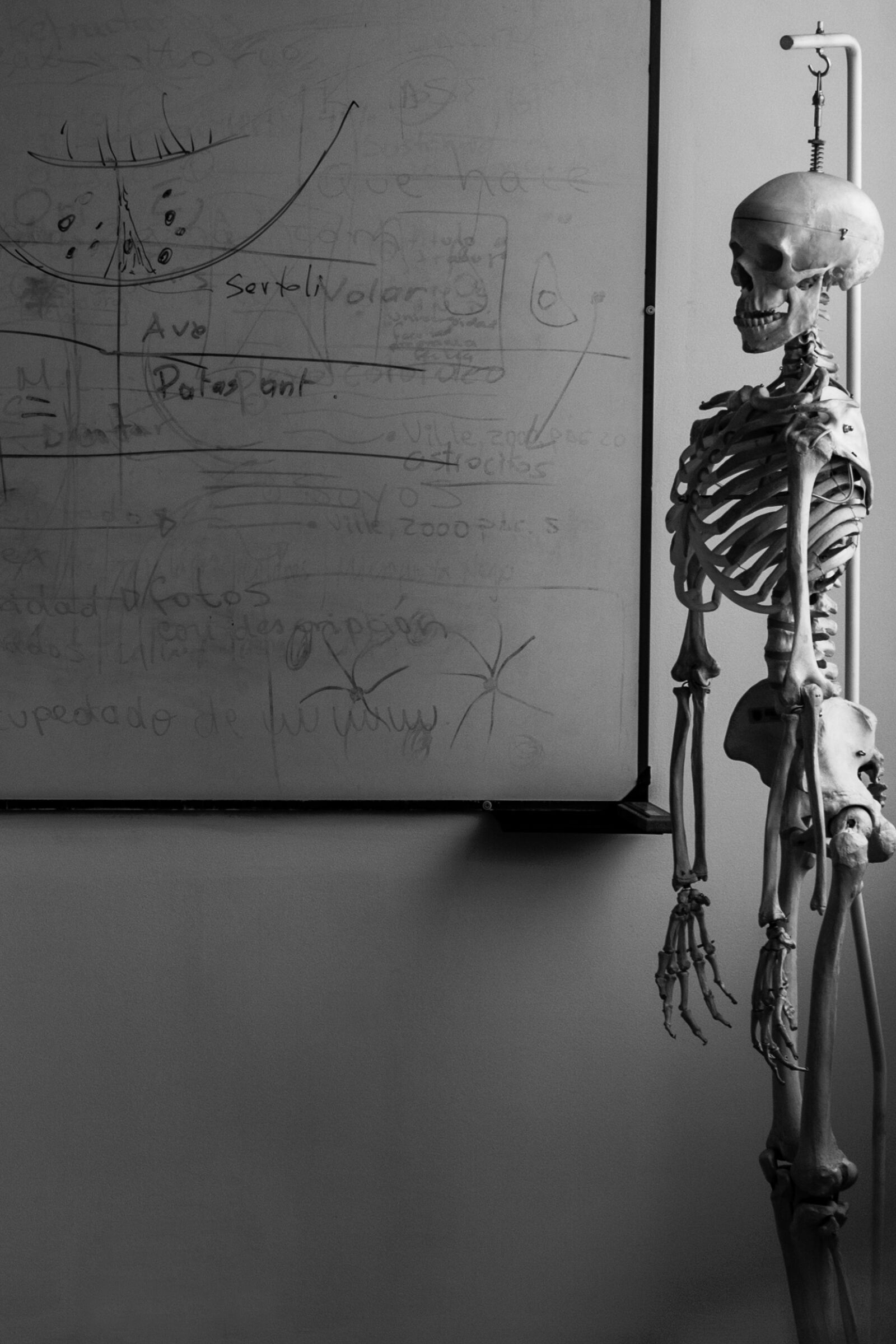 Canon EOS 1100D (EOS Rebel T3 / EOS Kiss X50) sample photo. Skeleton, biology, living room photography