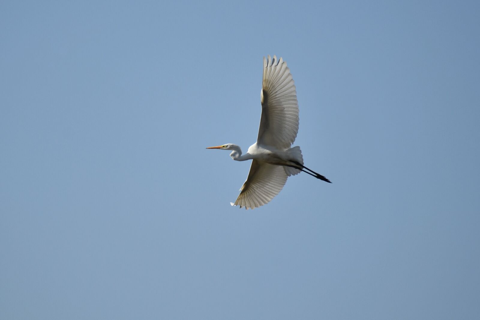 Nikon D7200 sample photo. Animal, sky, bird photography