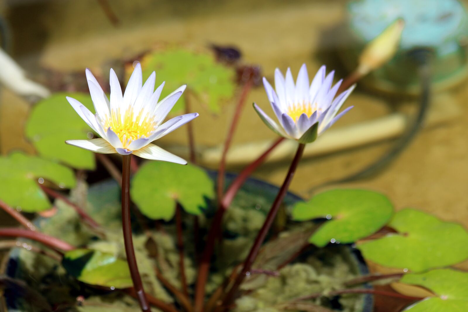 Canon EOS 650D (EOS Rebel T4i / EOS Kiss X6i) sample photo. Water lily, flowers, sheet photography