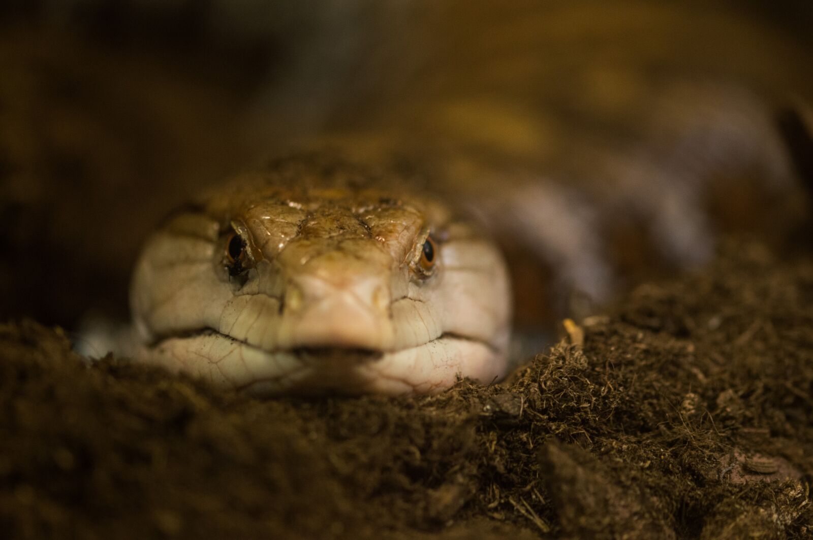 Nikon D3200 sample photo. Snake, close up, lurking photography