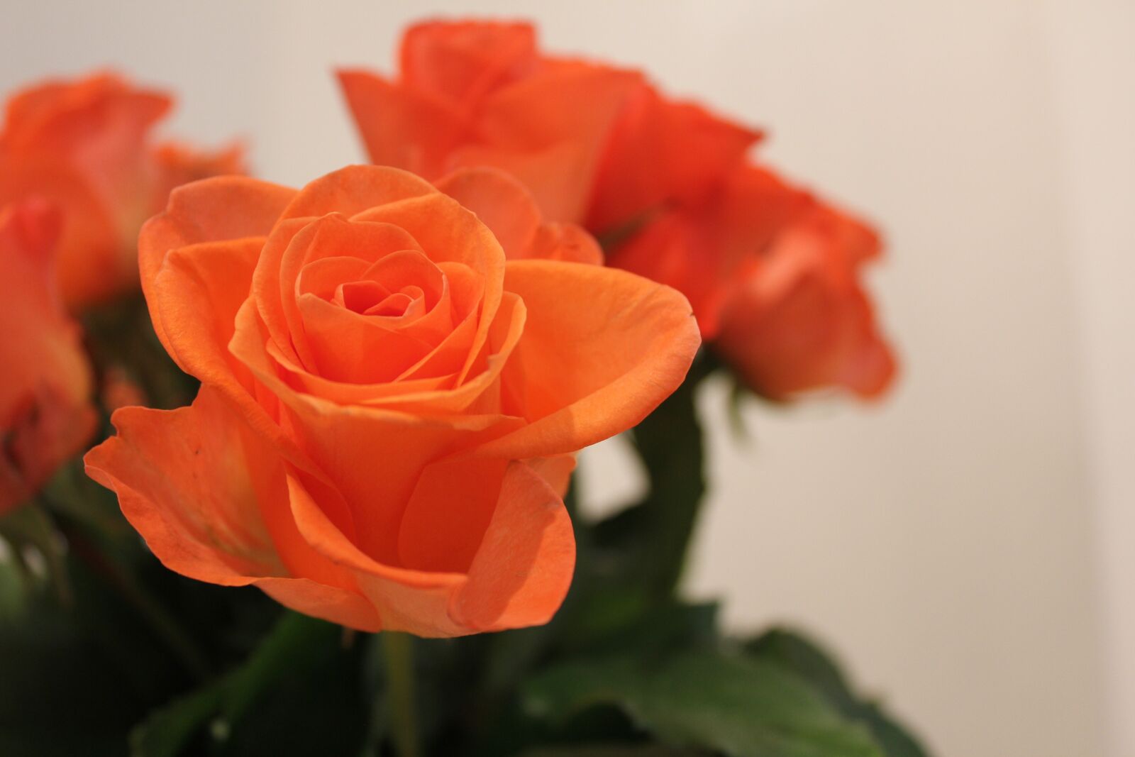 Canon EOS 550D (EOS Rebel T2i / EOS Kiss X4) sample photo. Rose, flower, bouquet photography