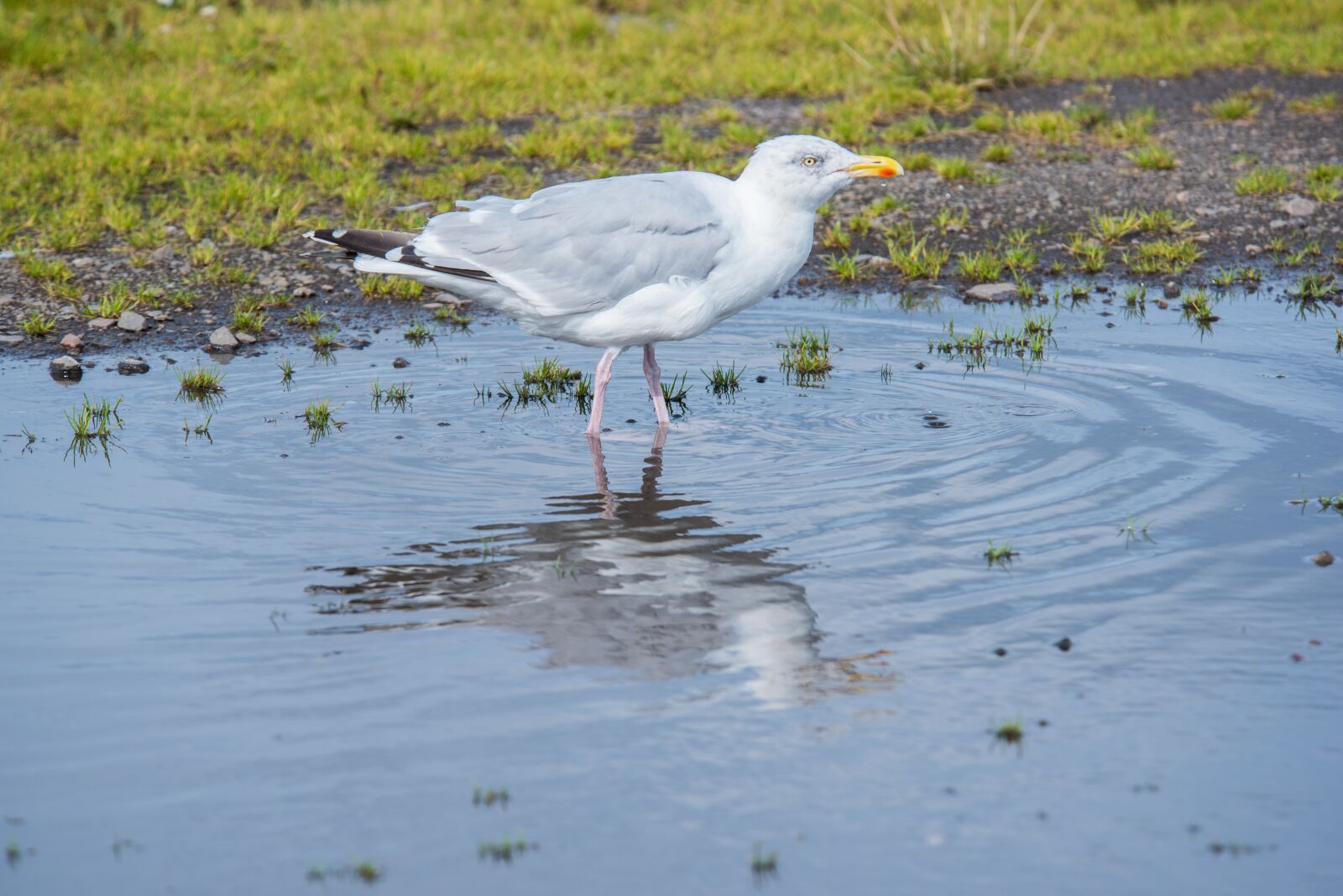 Nikon D750 sample photo. Seagull, bird, white photography