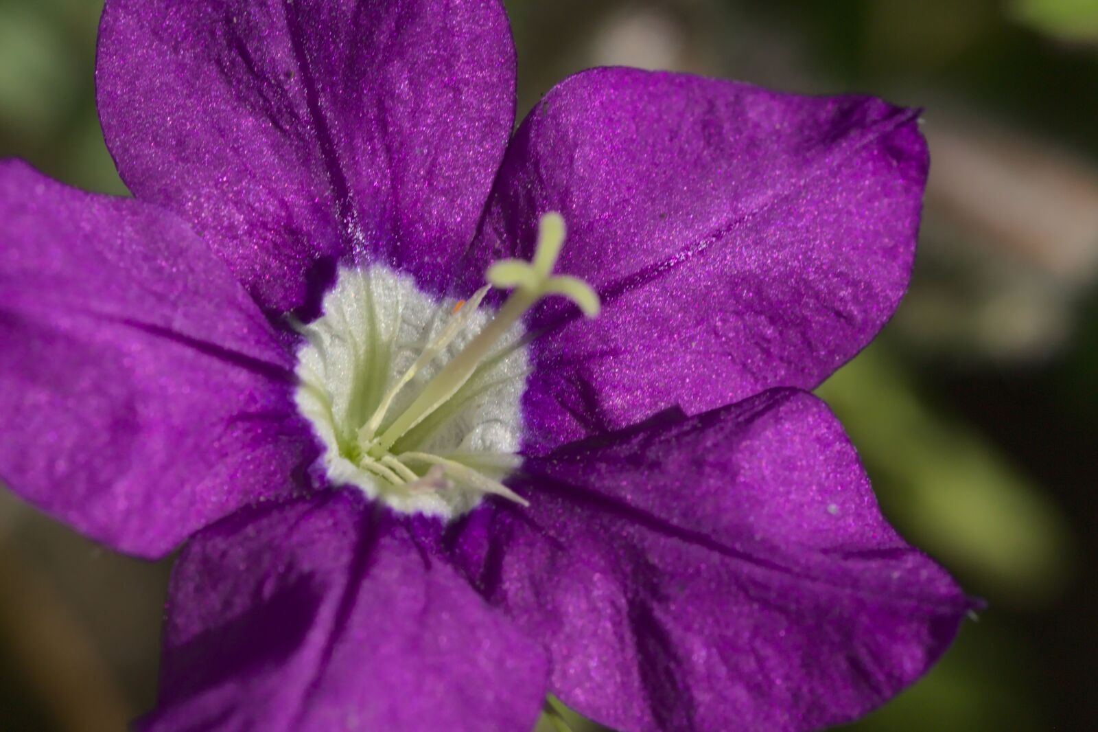 Canon EOS 700D (EOS Rebel T5i / EOS Kiss X7i) sample photo. Purple, violet, blossom photography