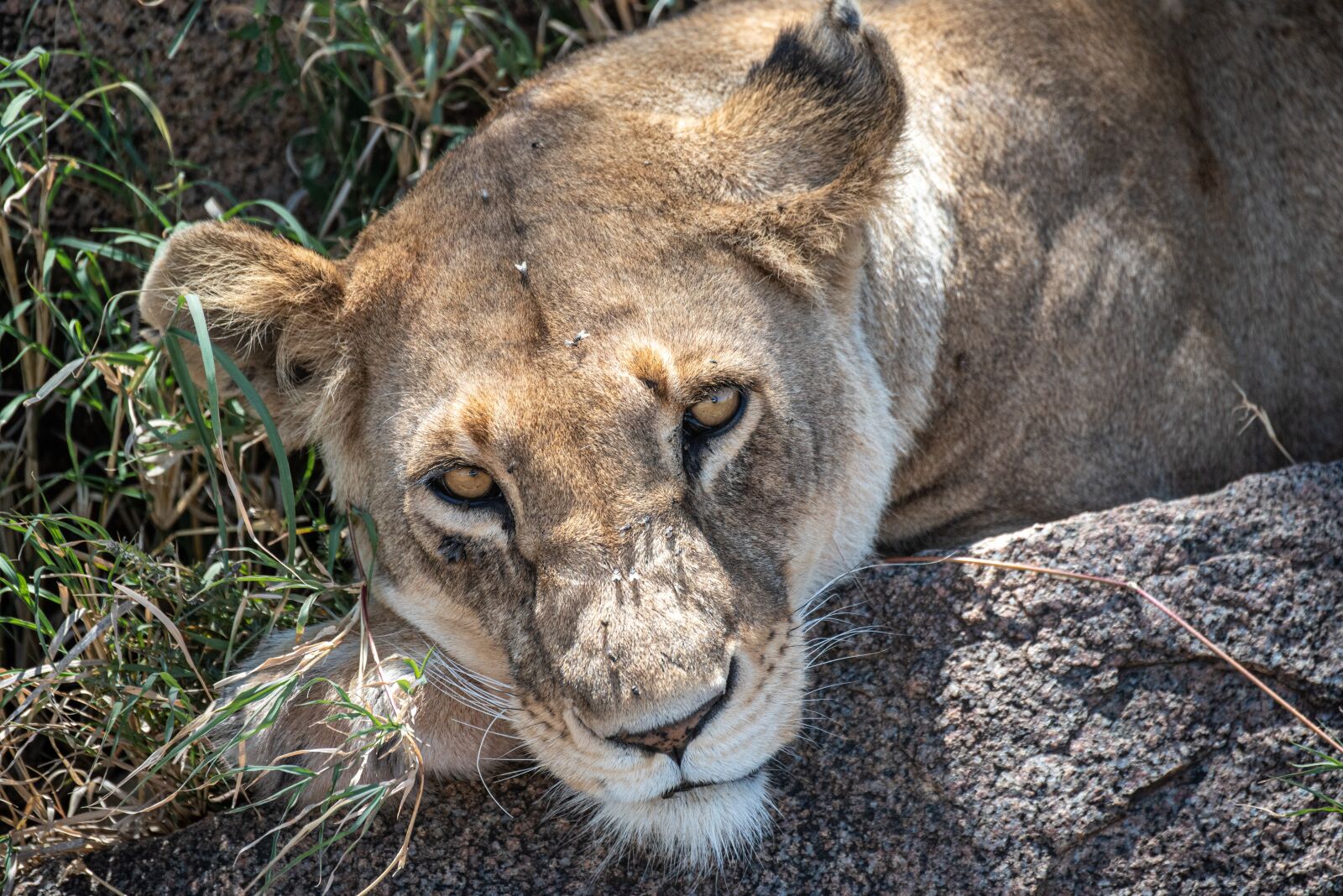 Nikon D750 sample photo. Lion, africa, safari photography