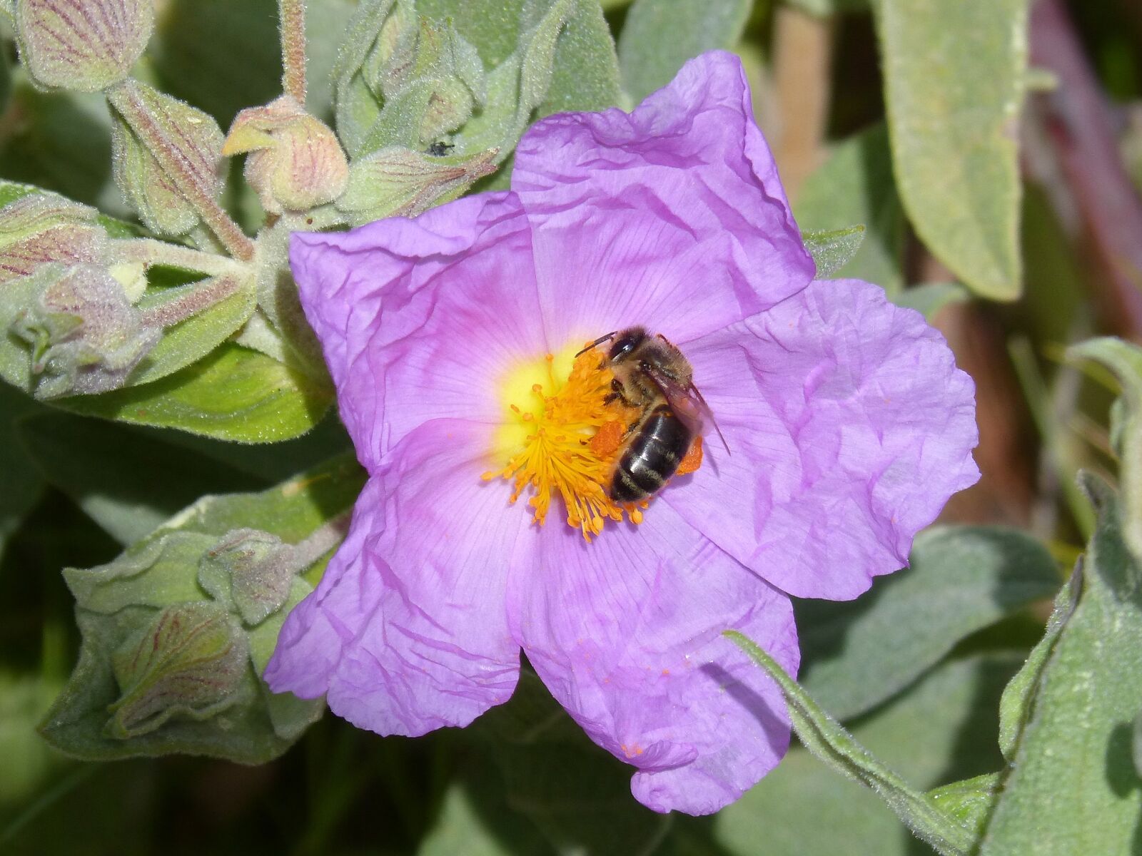 Panasonic DMC-FZ62 sample photo. Steppe, cistus, bee photography