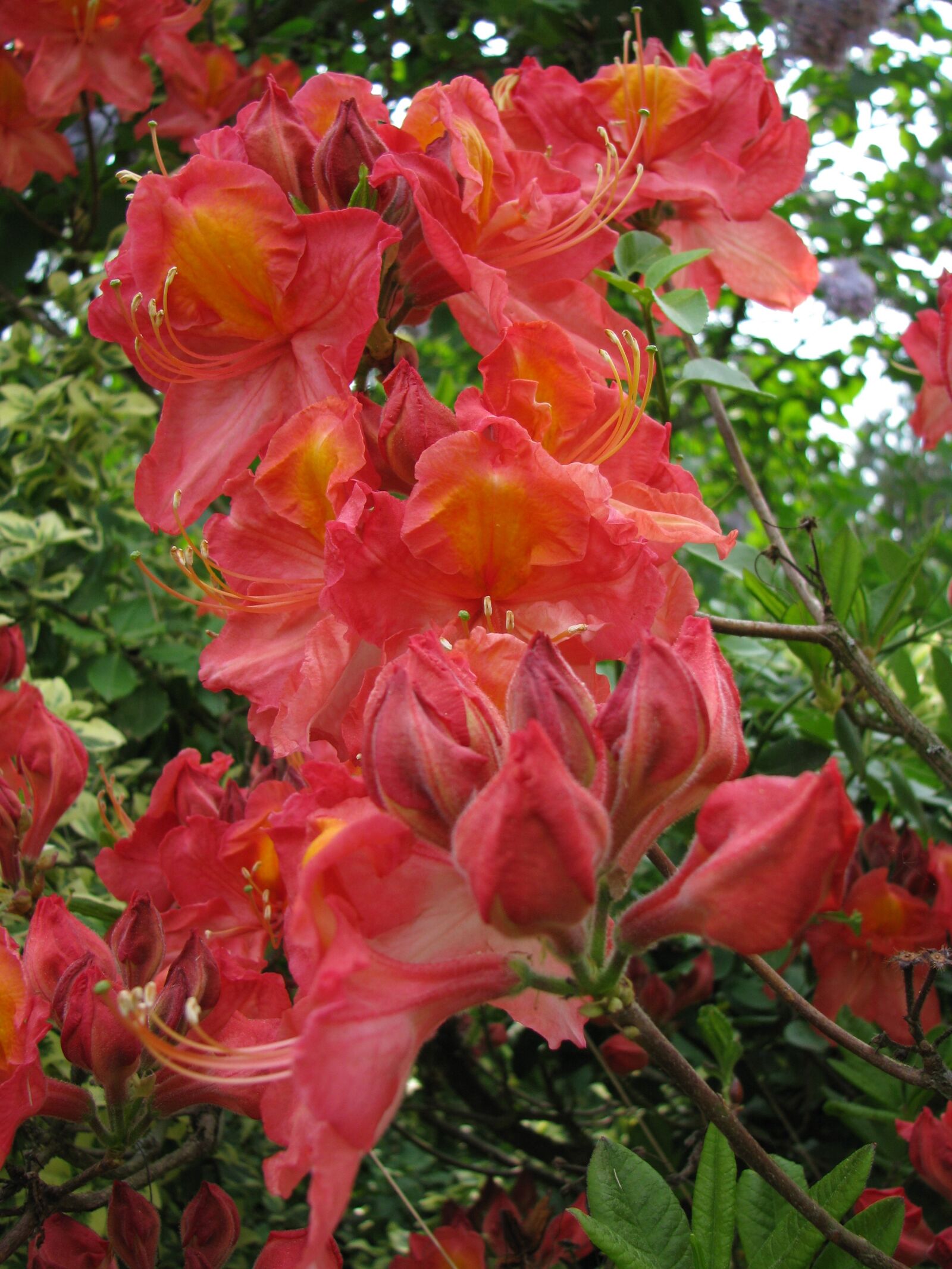 Canon POWERSHOT S5 IS sample photo. Garden, flower, plant photography
