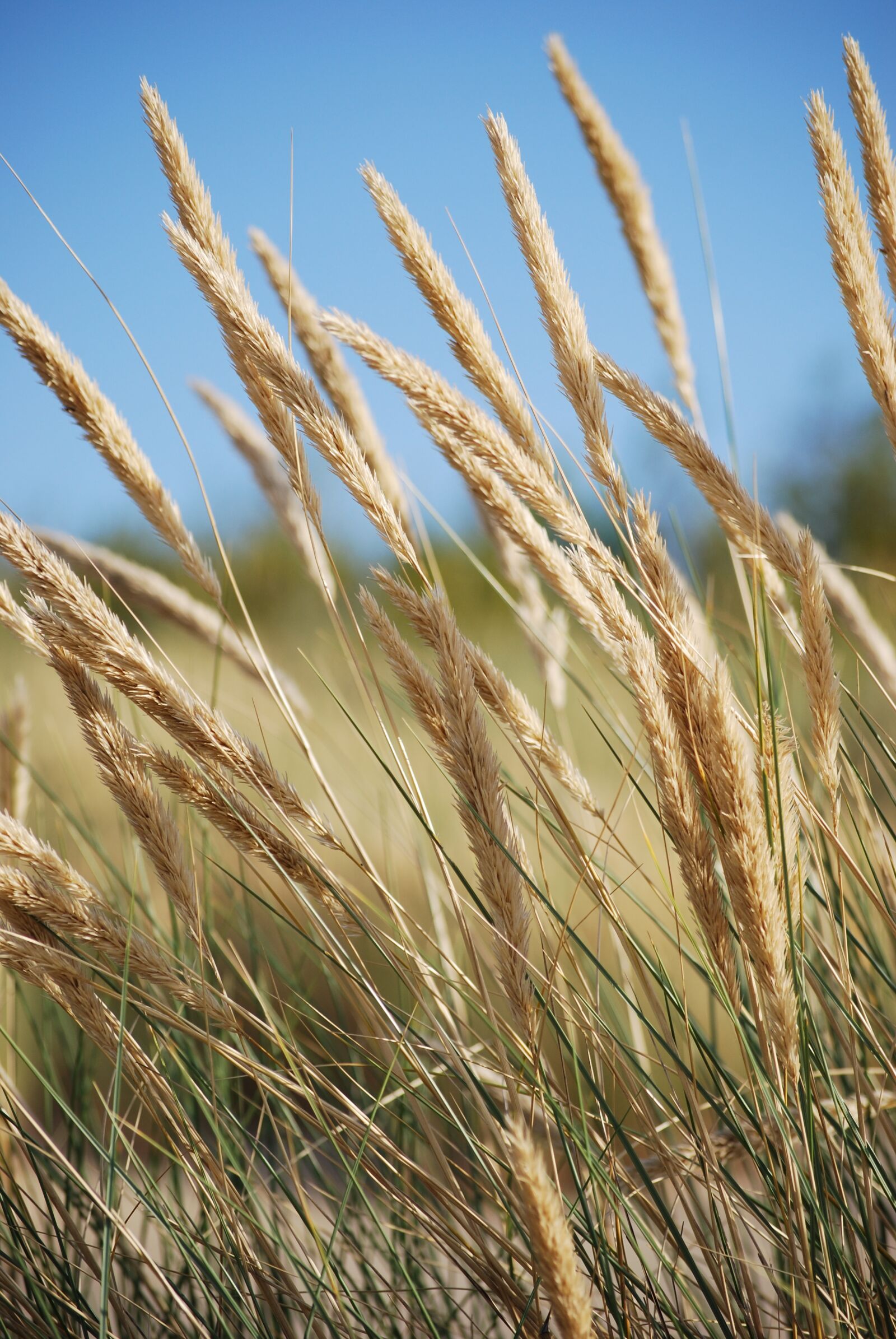 Nikon D40X sample photo. Grass, beach, dune photography