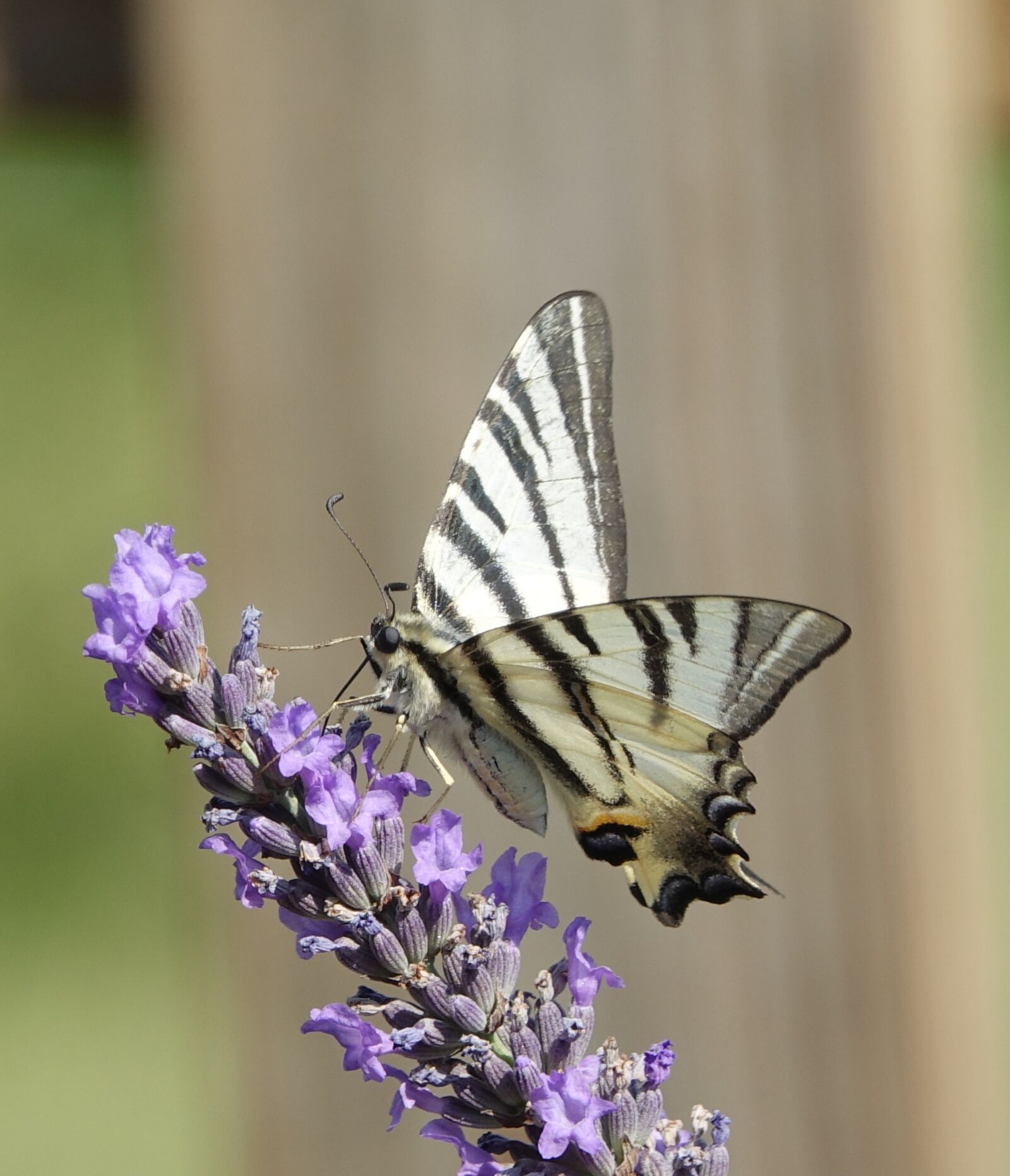 Sony Cyber-shot DSC-RX10 III sample photo. Butterfly, lavender, summer photography