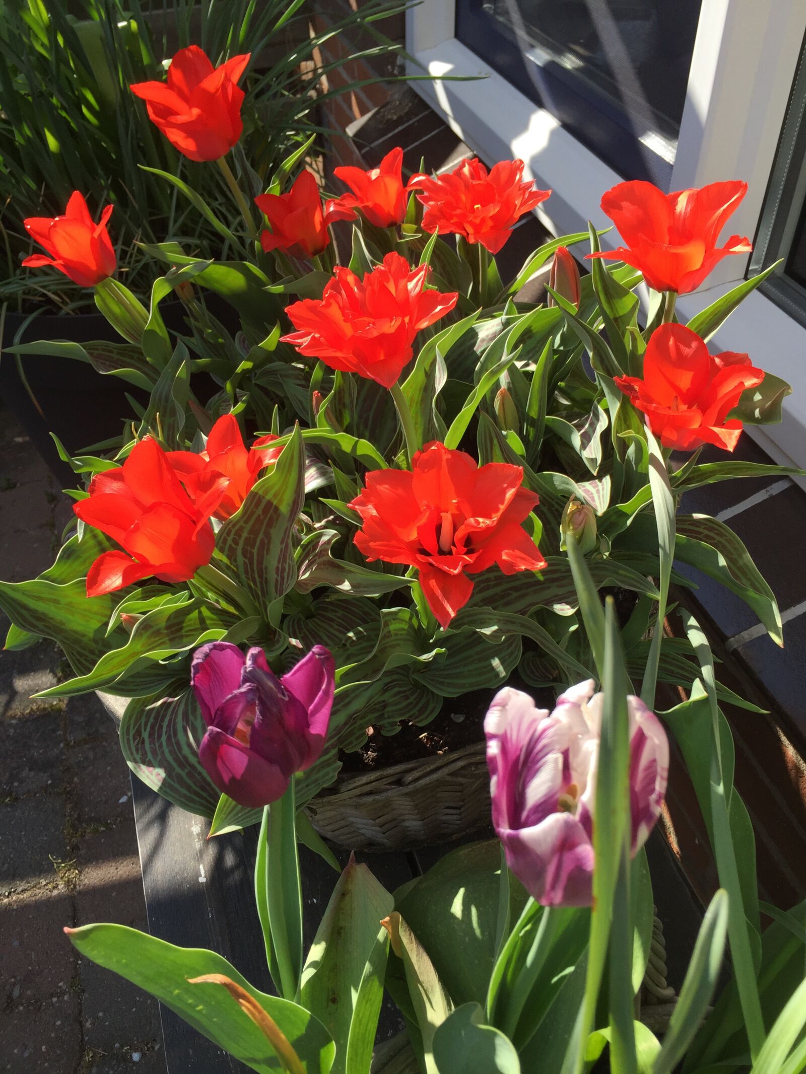 iPhone 6 Plus back camera 4.15mm f/2.2 sample photo. Tulips, garden, netherlands photography