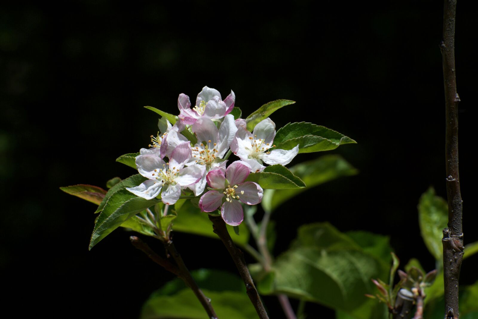 Nikon AF-S Nikkor 70-300mm F4.5-5.6G VR sample photo. Nature, bloom, flower photography