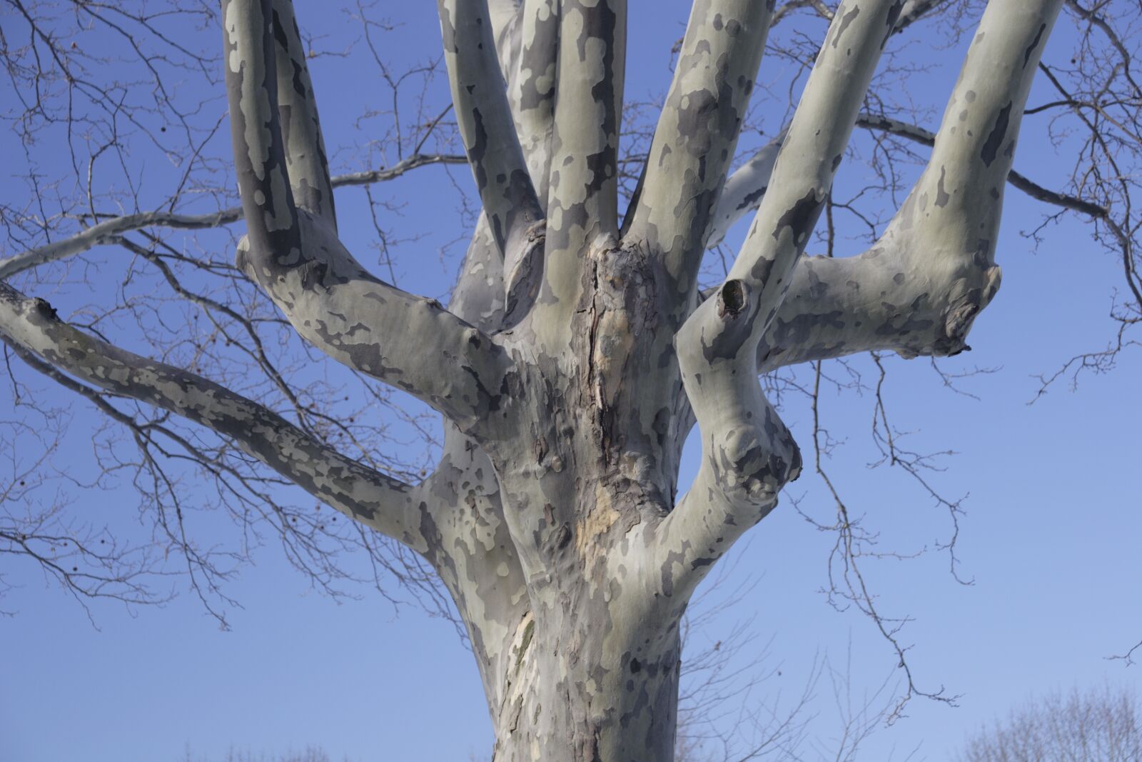 Canon EOS 20D sample photo. Tree, sky, winter photography