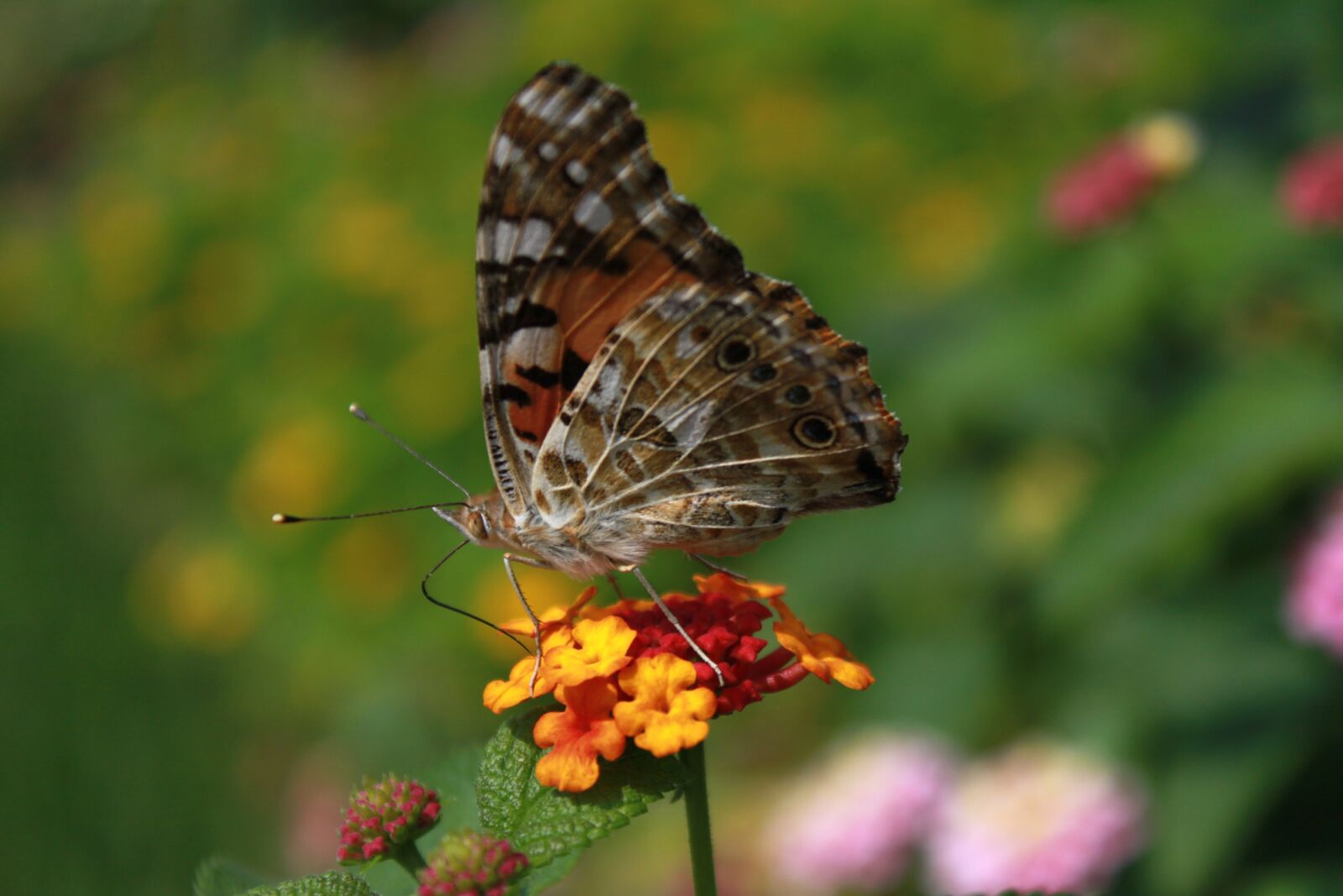 Canon EOS 500D (EOS Rebel T1i / EOS Kiss X3) sample photo. Flowers, butterfly, insects photography