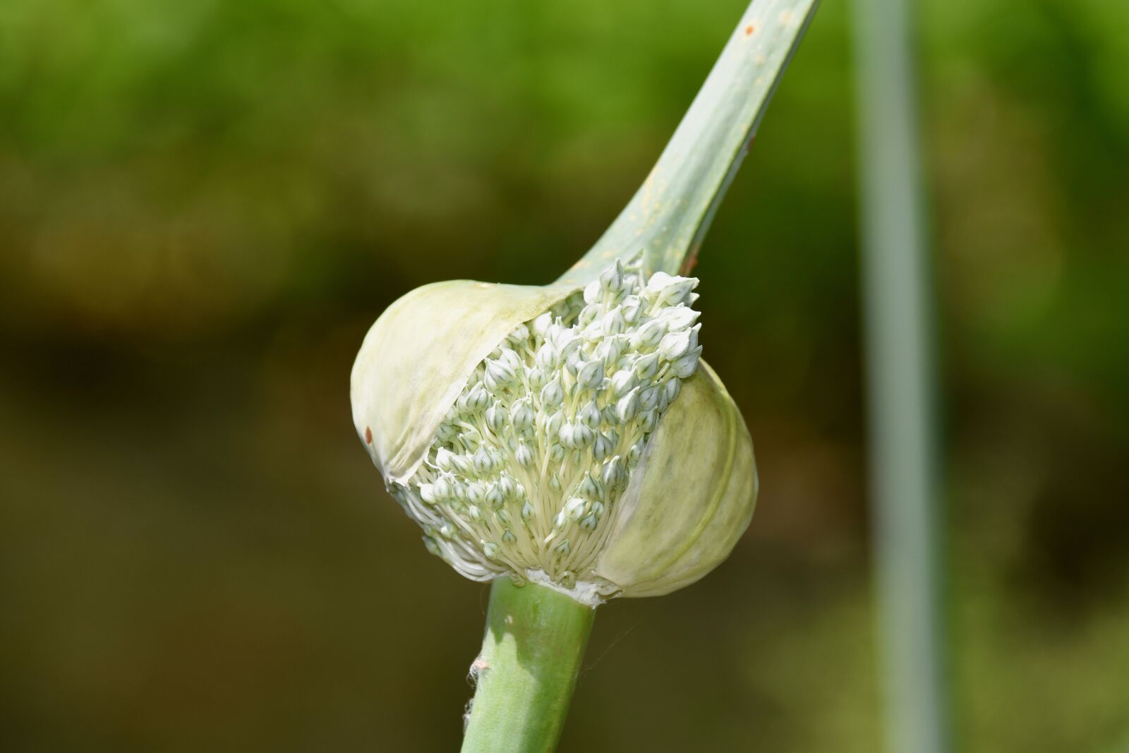 Nikon D5600 sample photo. Flower of leek, leek photography