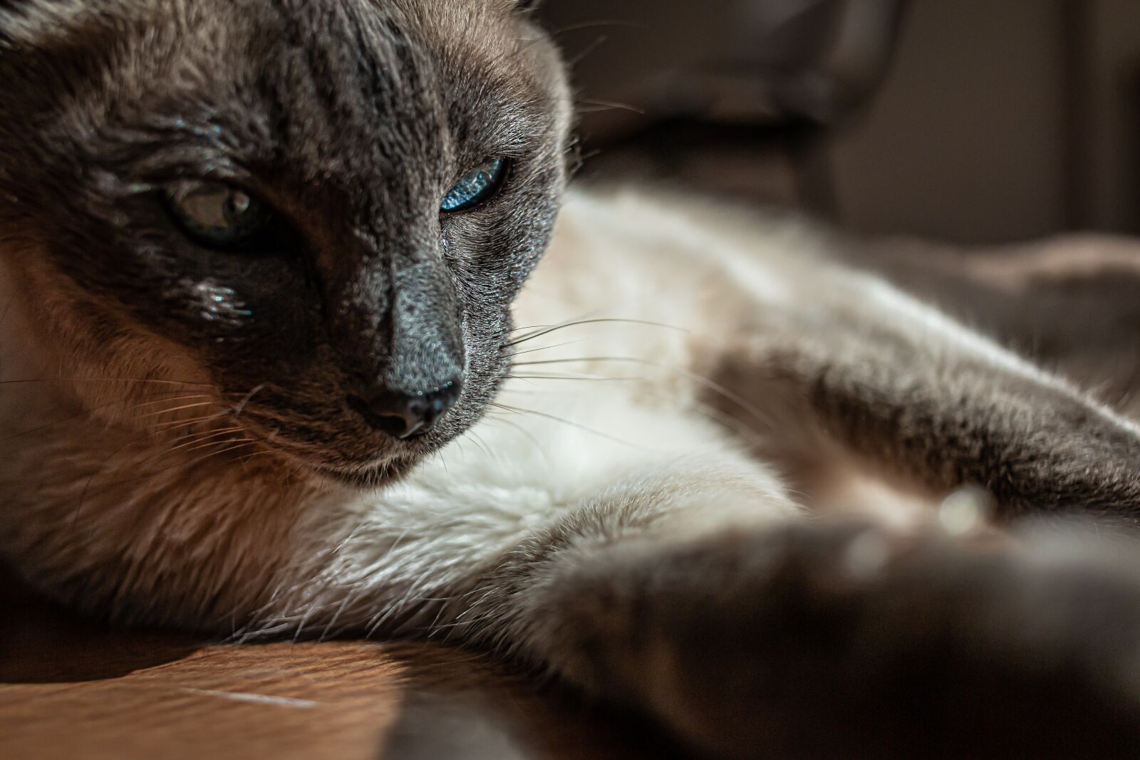 Canon EF-S 24mm F2.8 STM sample photo. Cat, meow, pet photography