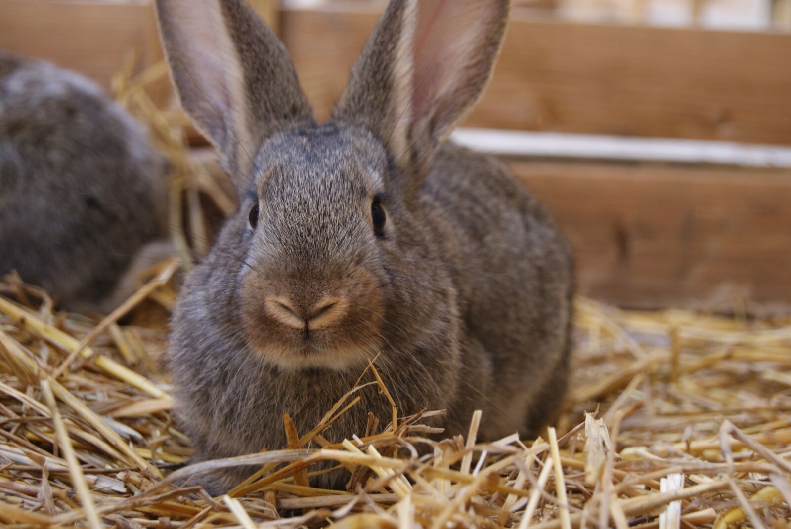 Sony Alpha DSLR-A230 sample photo. Rabbit, bunny, easter photography