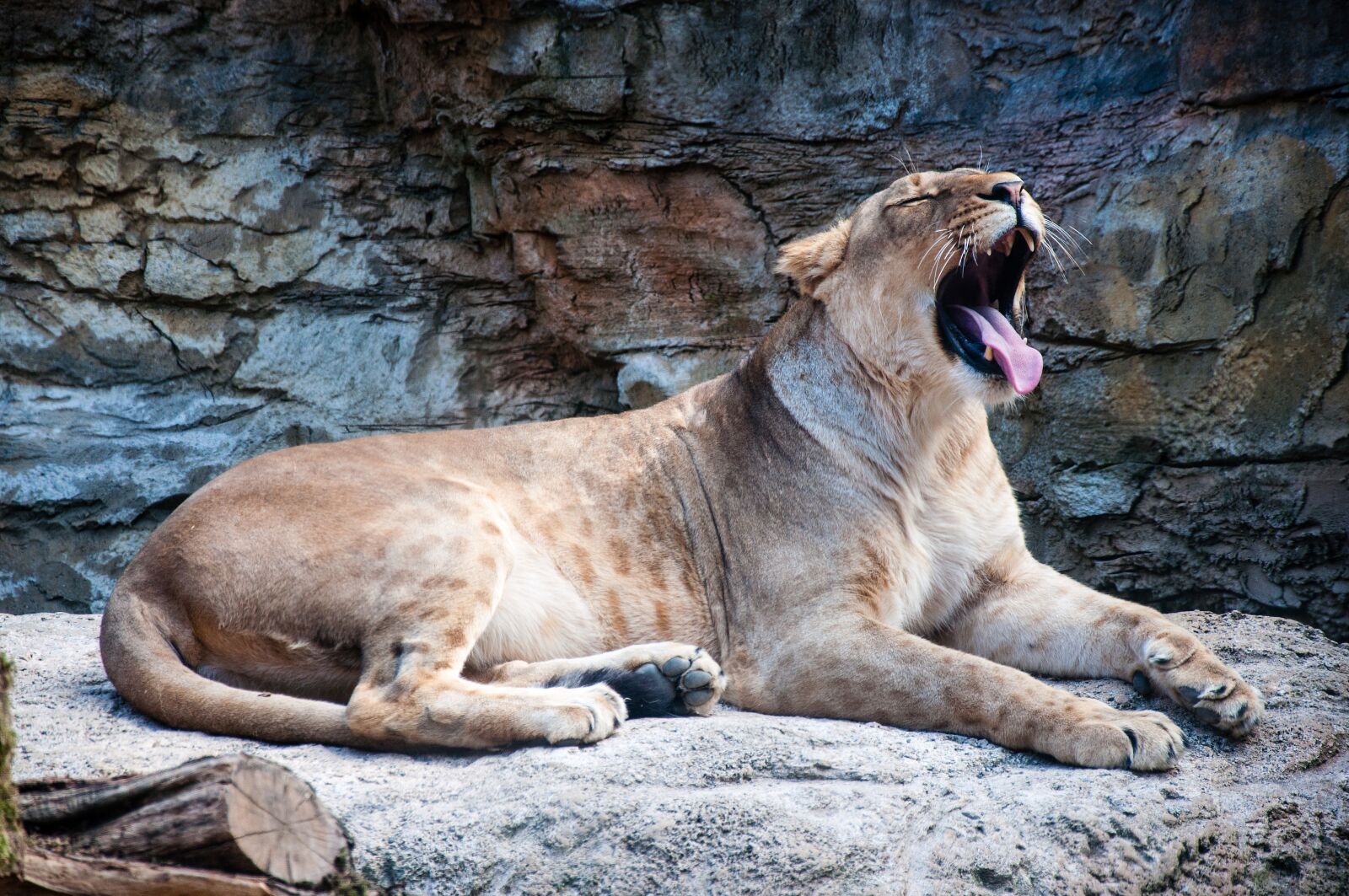 Nikon D5000 sample photo. Nature, animal world, mammal photography
