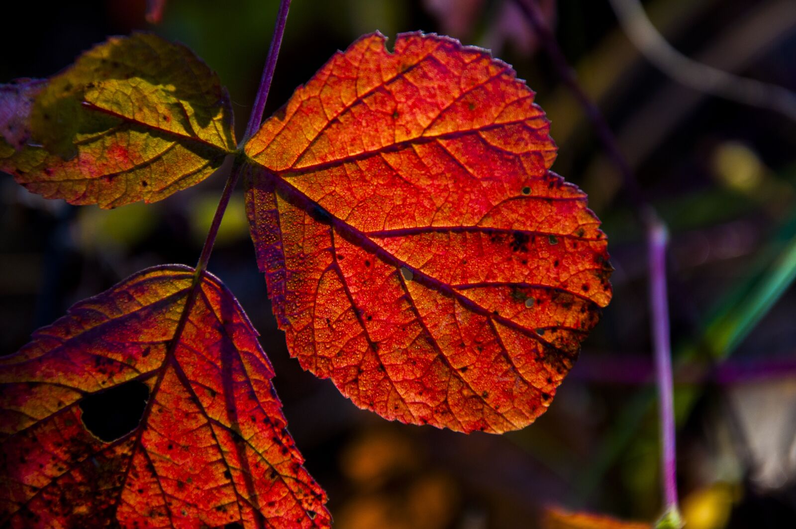 Nikon D90 sample photo. Autumn, leaf, forest photography