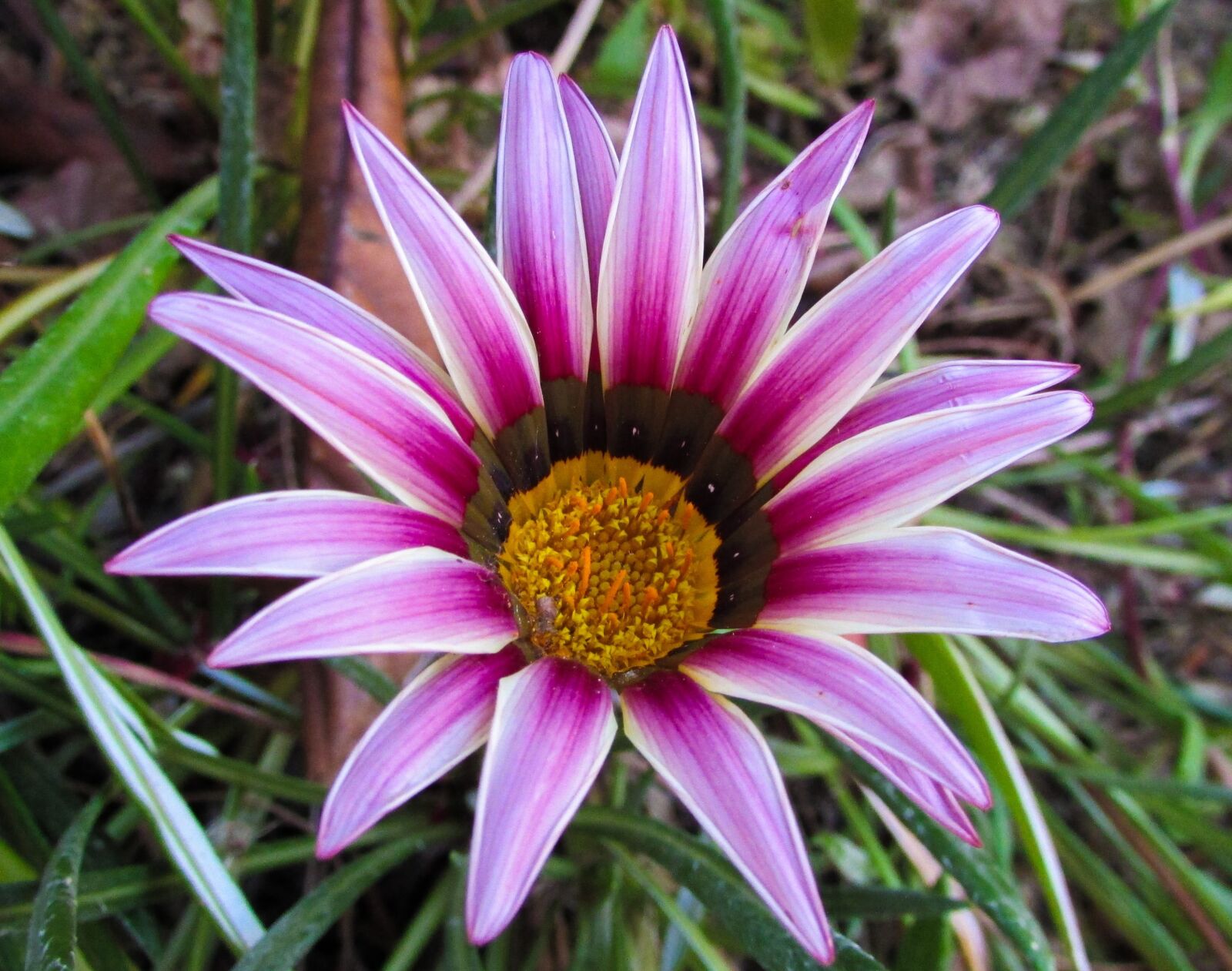 Canon PowerShot SX400 IS sample photo. Gazania, flower, pink photography