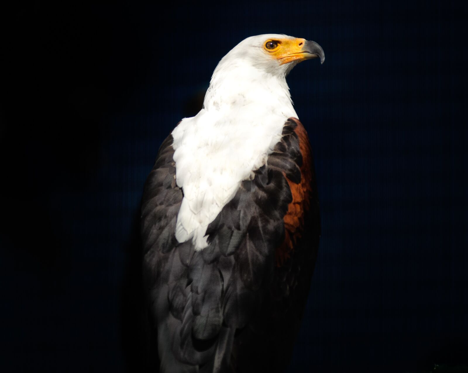 Nikon D7000 sample photo. African fish eagle, raptor photography