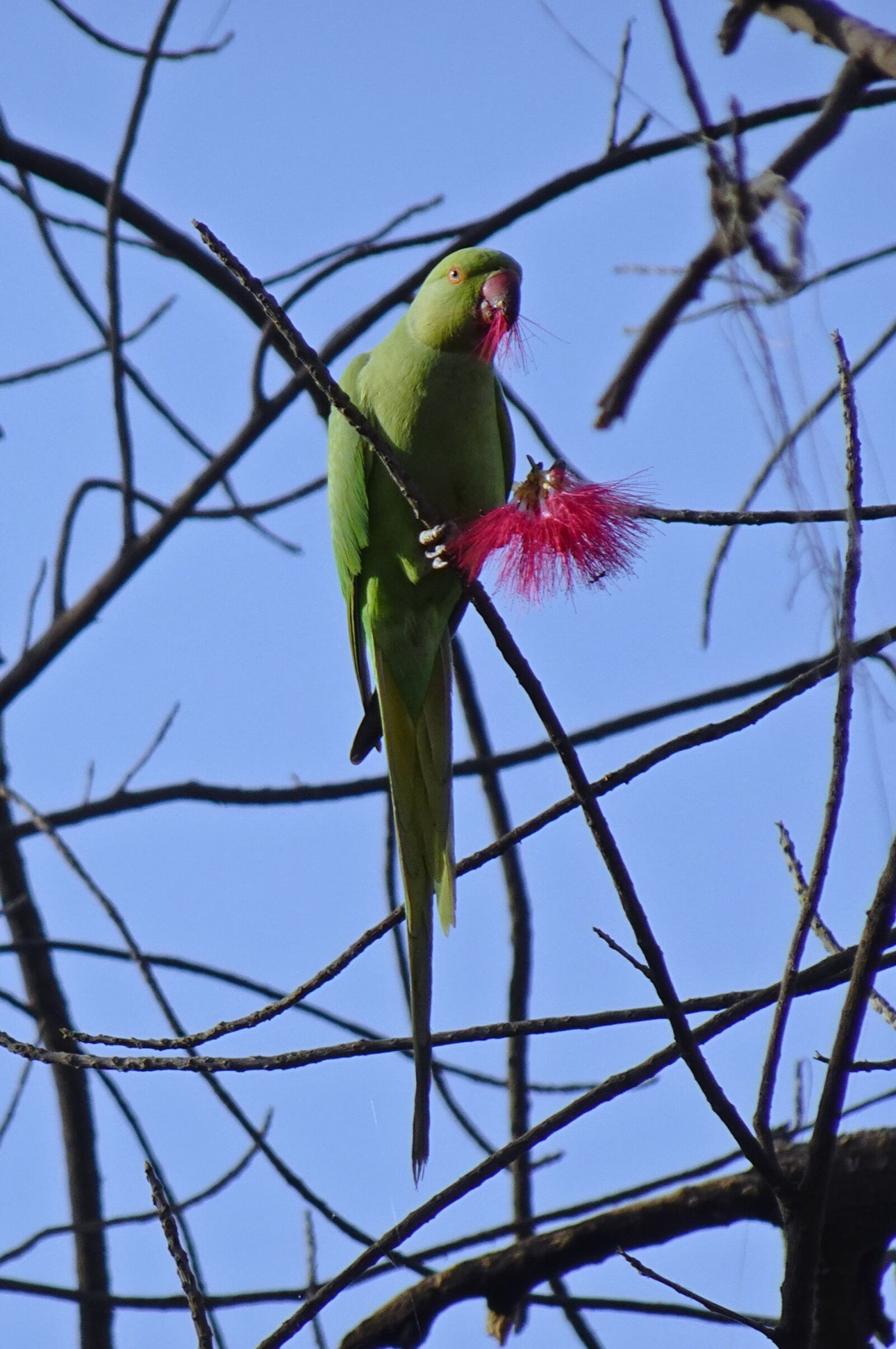 Sony DSC-WX800 sample photo. Bird, parakeet, green photography