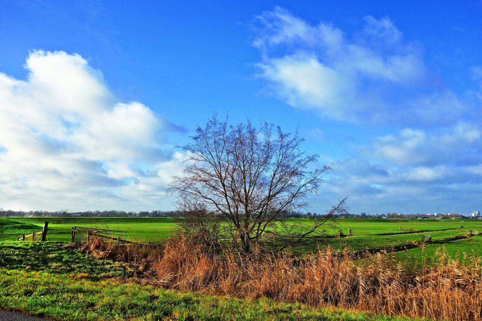 Sony Cyber-shot DSC-RX100 sample photo. Tree, meadow, rural photography